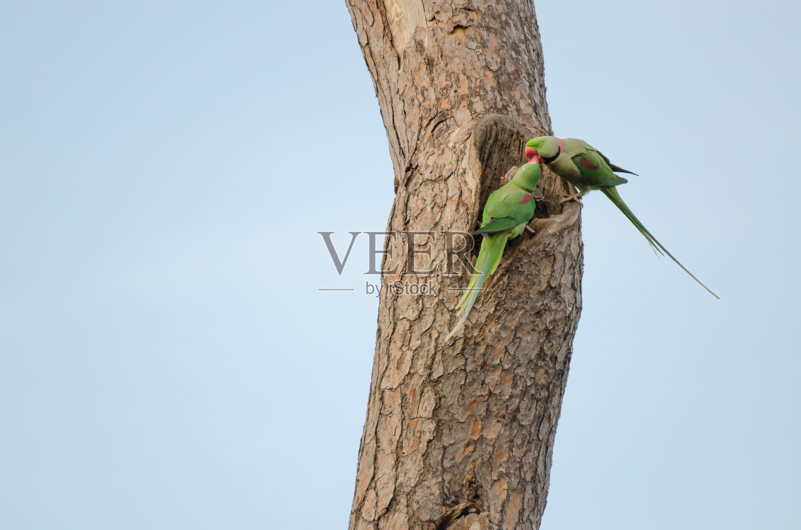 接吻的鹦鹉照片摄影图片