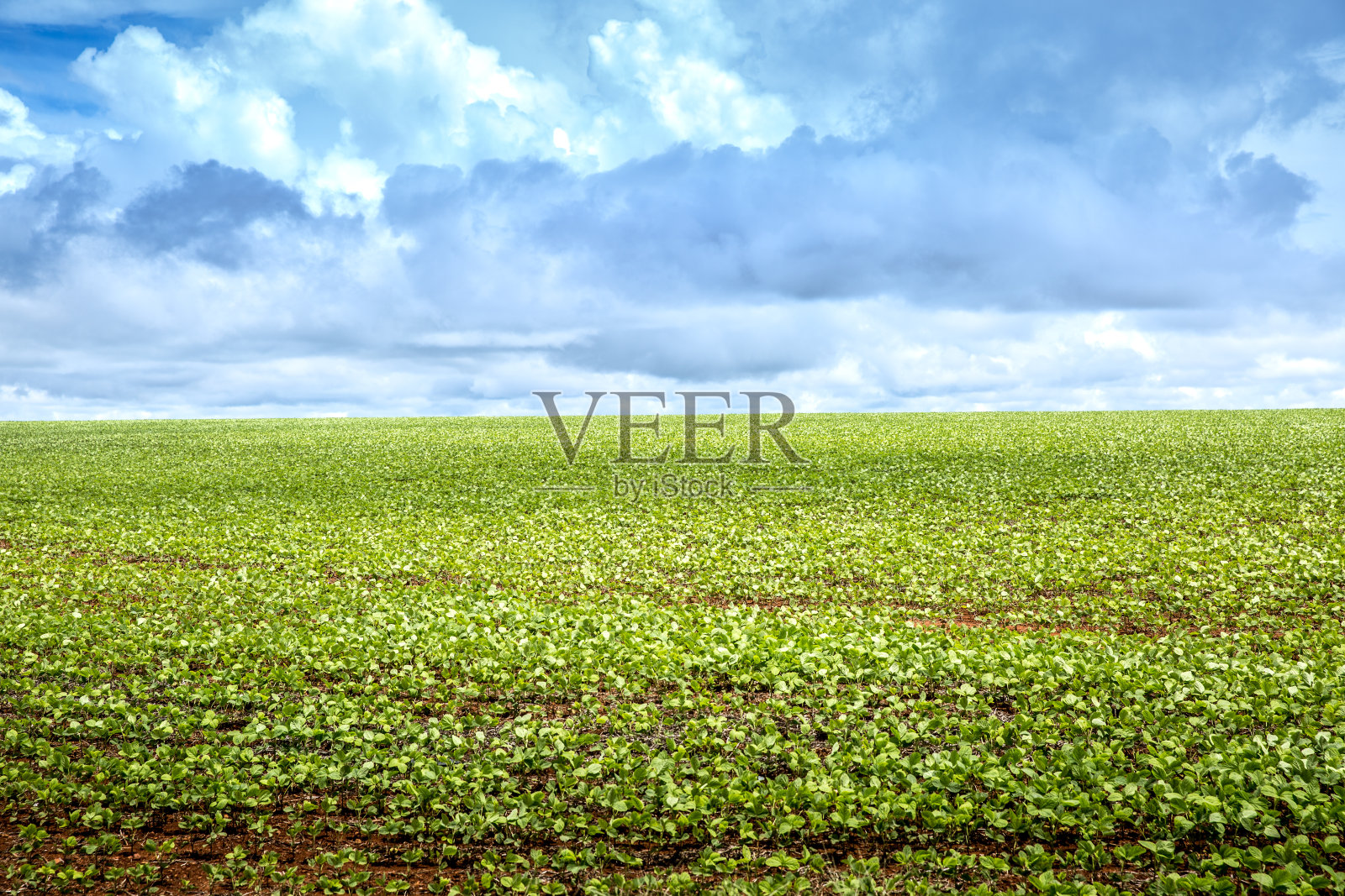 在巴西,南美的大豆种植园照片摄影图片