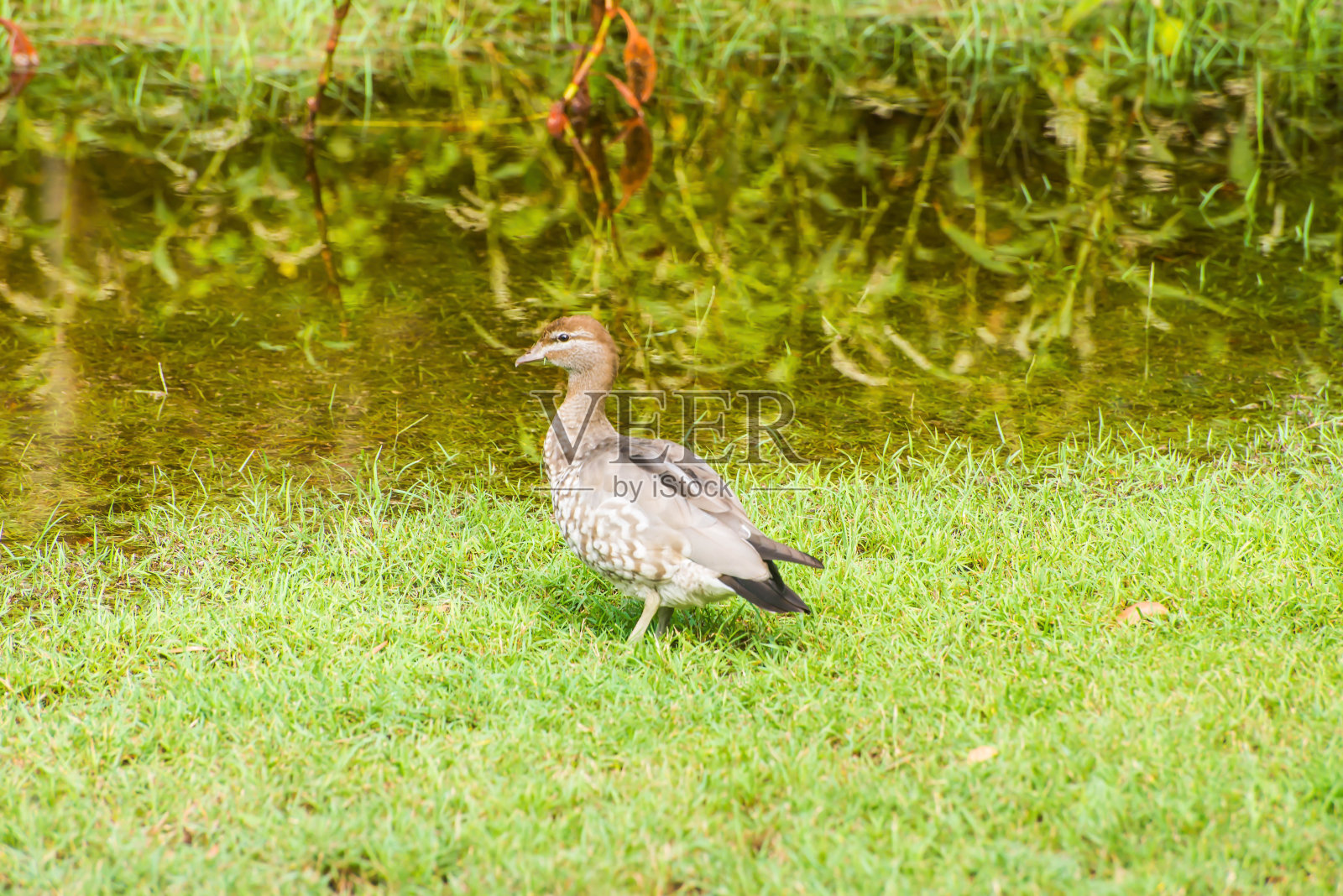 女木鸭子照片摄影图片