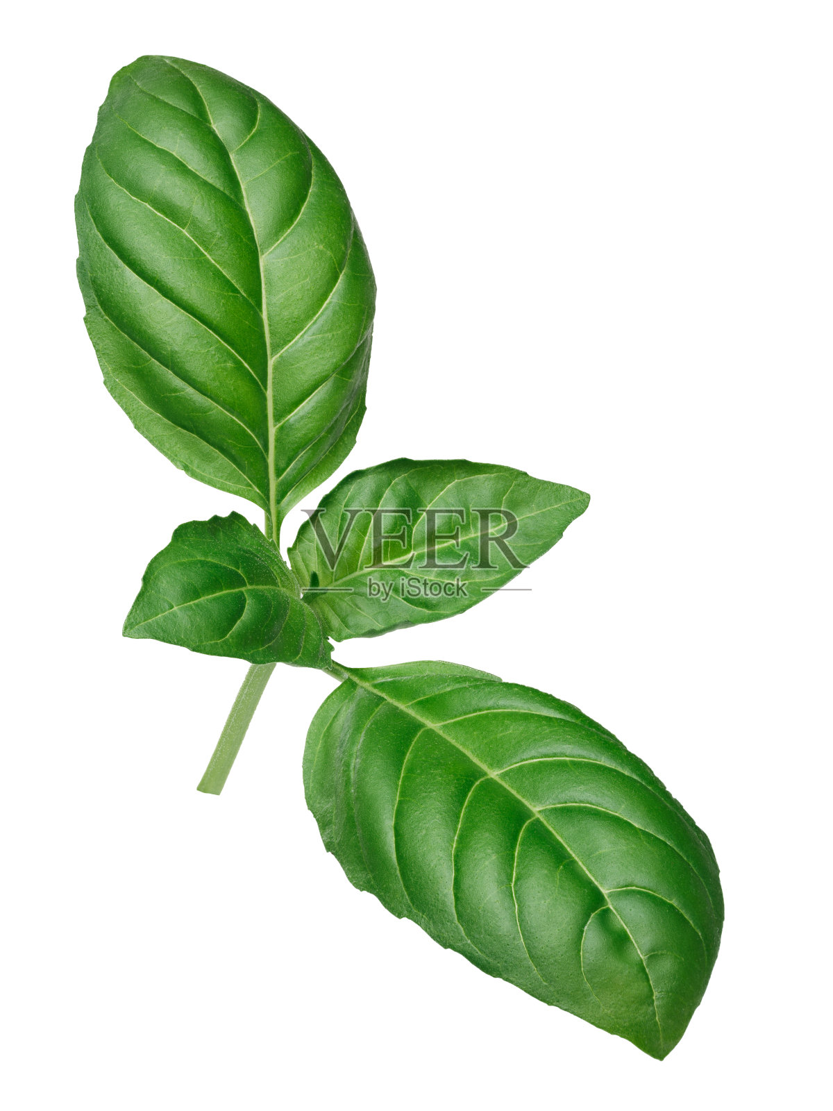 热那亚的罗勒孤立照片摄影图片