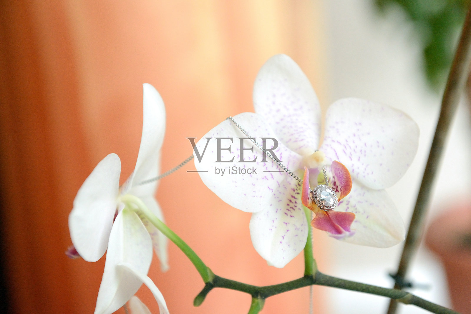 花上的项圈照片摄影图片