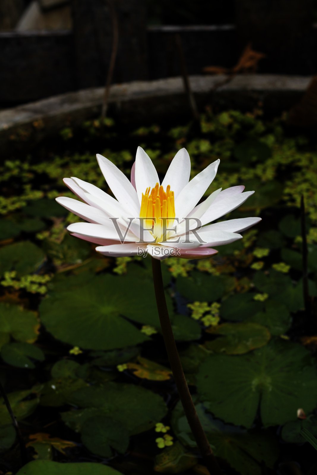 白莲照片摄影图片