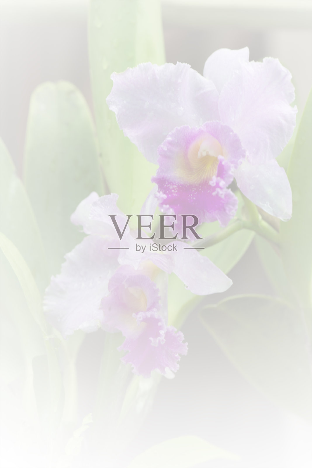 卡特利亚兰花柔和的颜色和模糊风格的背景。照片摄影图片