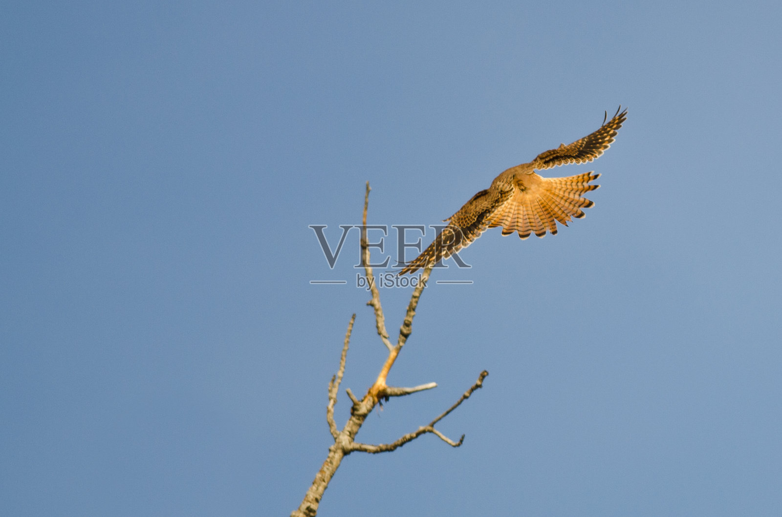 尾羽呈扇形展开的美国雌红隼照片摄影图片