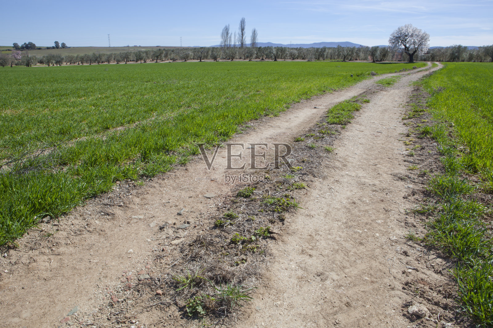 孤独的梨树照片摄影图片