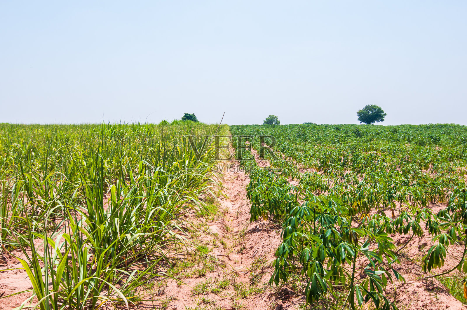 轮作甘蔗和木薯。照片摄影图片