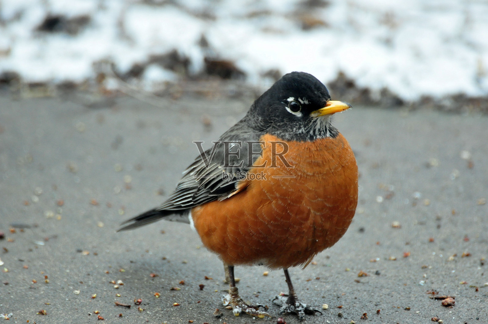 美国罗宾照片摄影图片