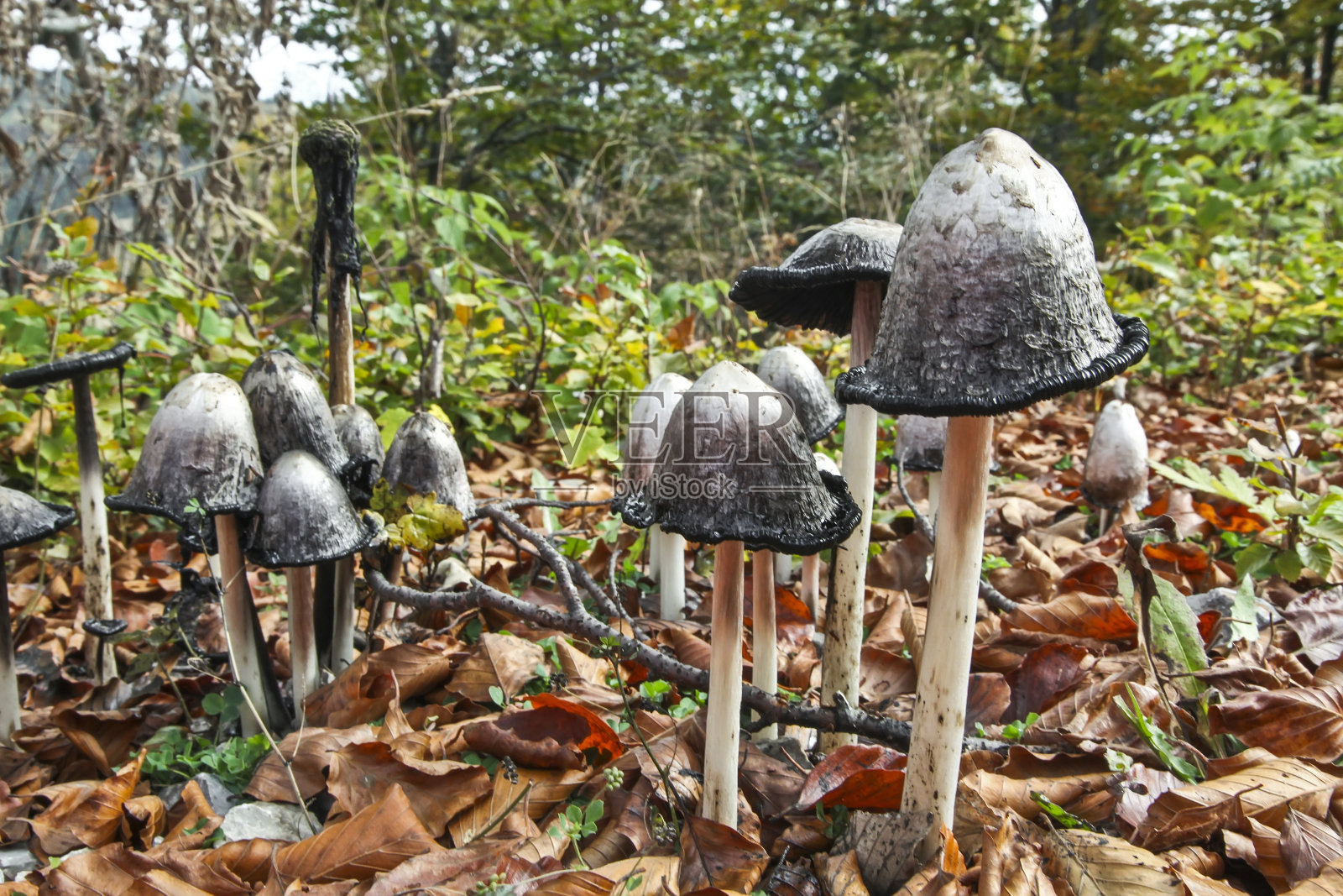 律师的假发照片摄影图片