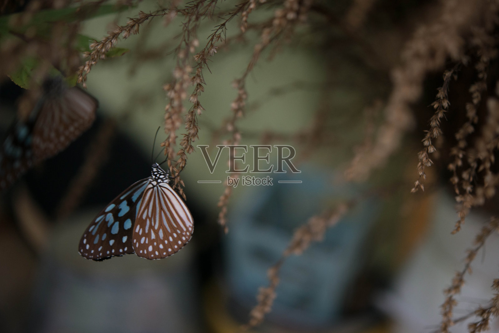 蝴蝶照片摄影图片