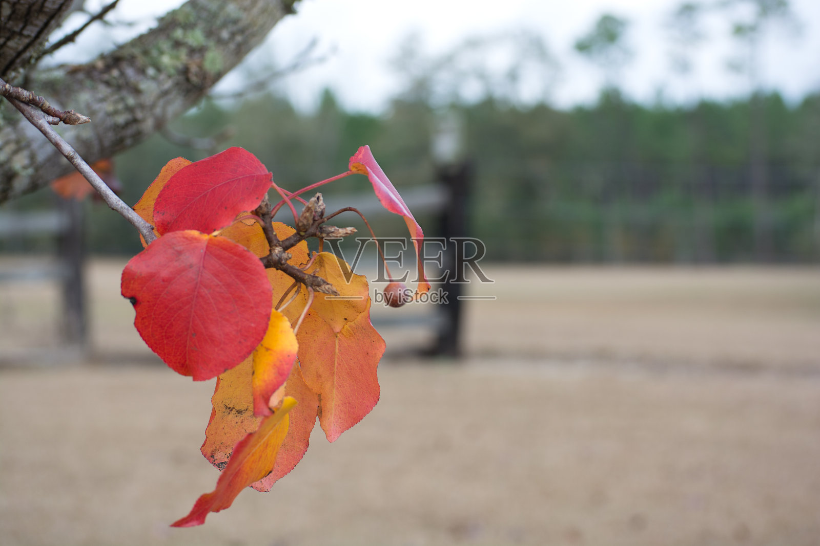 秋天的落叶在乡村农场照片摄影图片