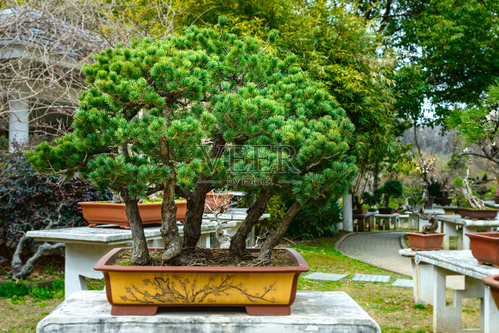 盆景照片摄影图片