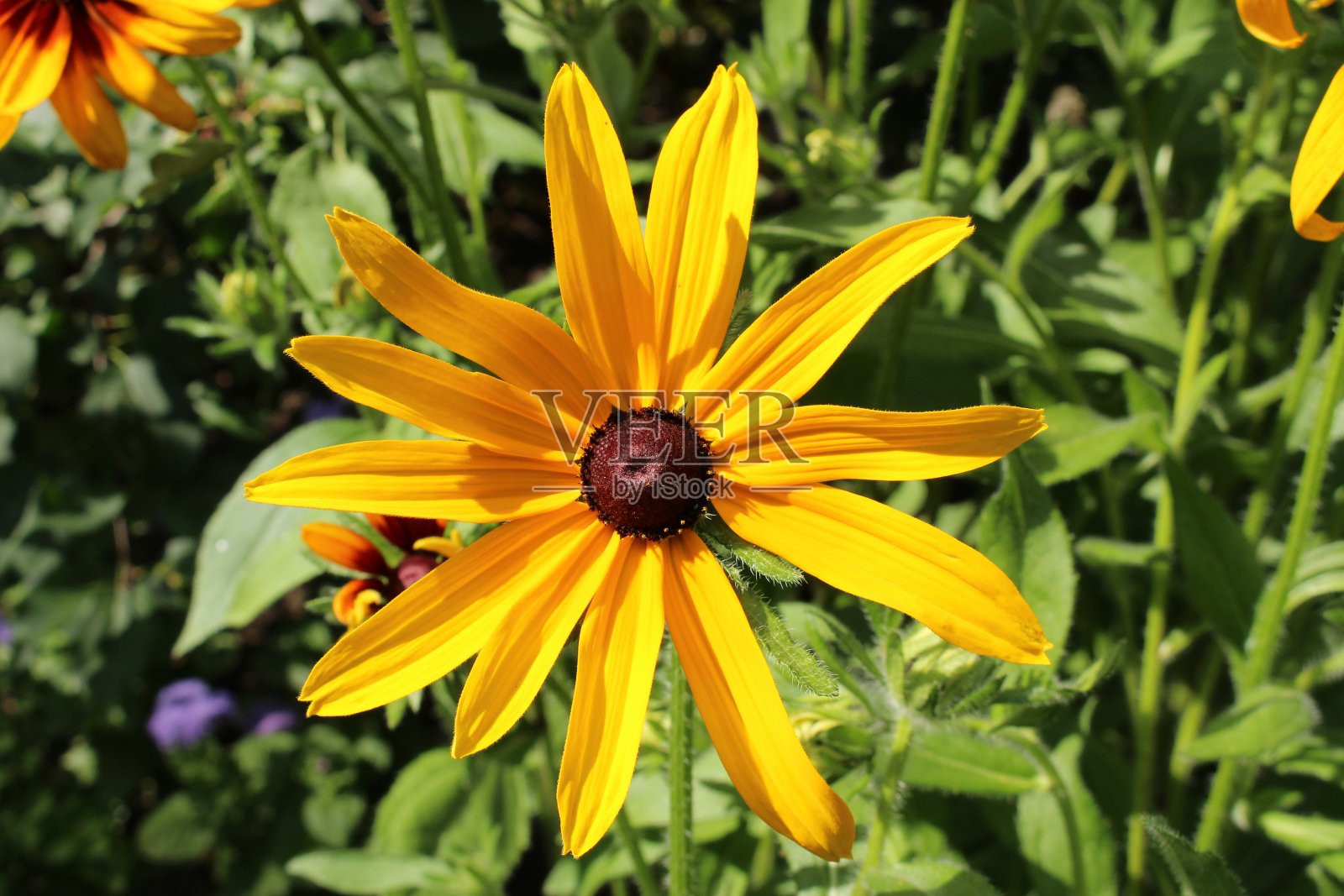 “黑眼苏珊”花——鲁德贝克亚·希尔塔照片摄影图片
