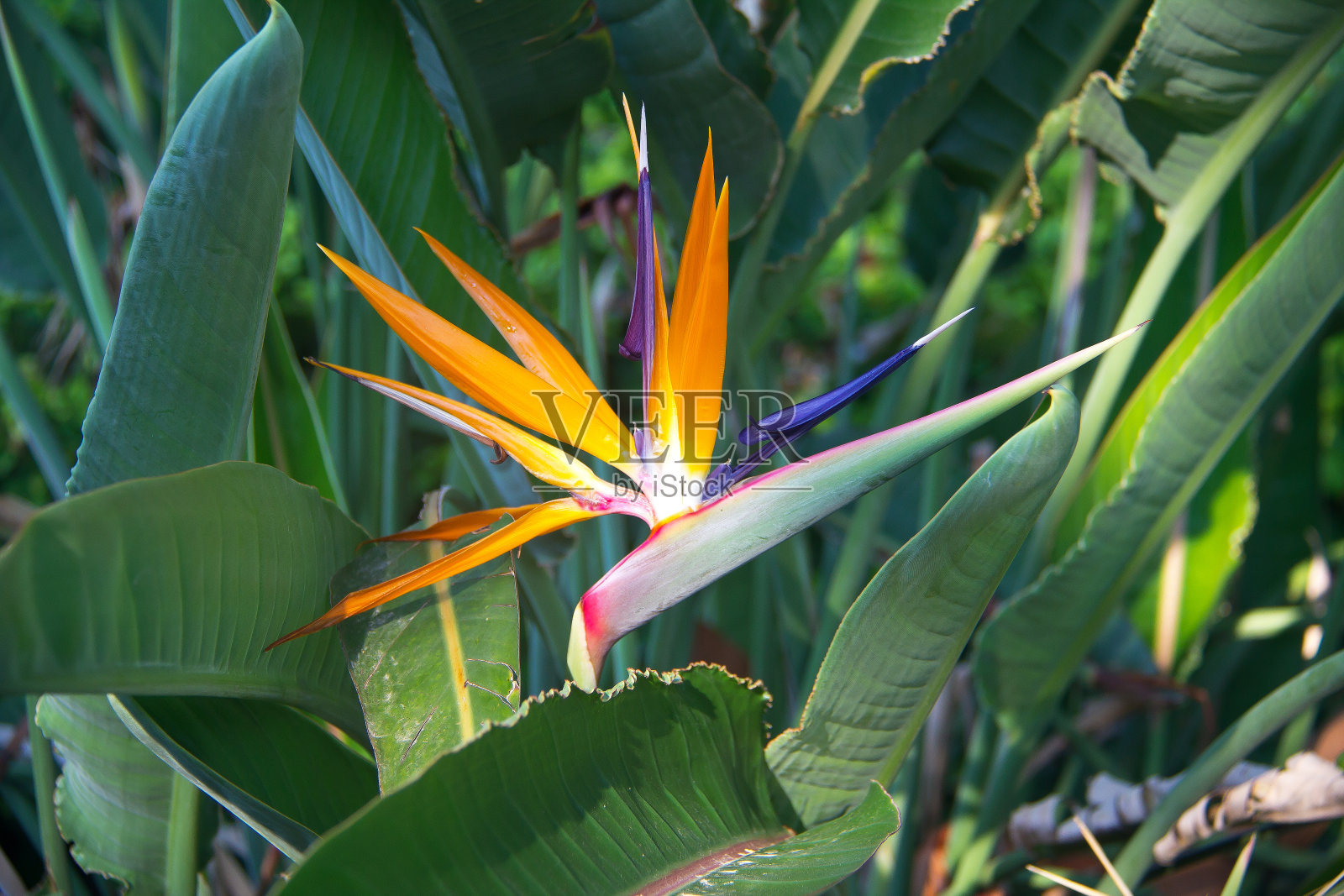 鹤望兰照片摄影图片