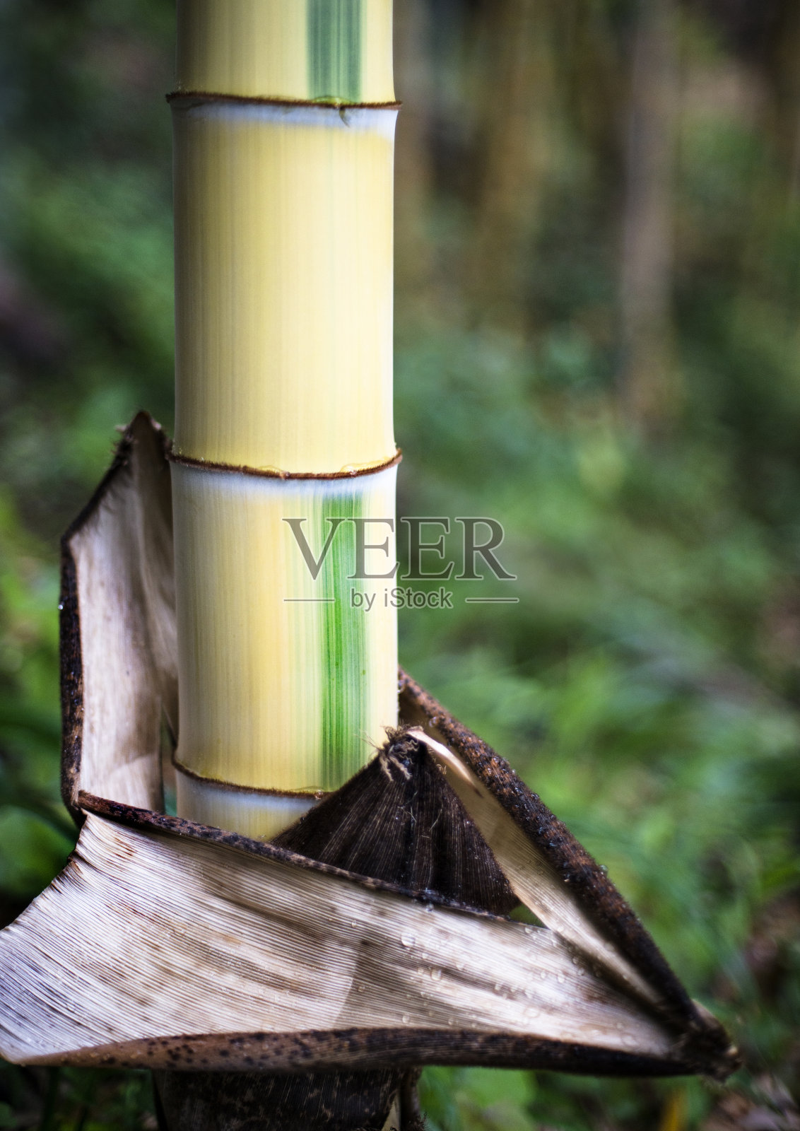 ???照片摄影图片