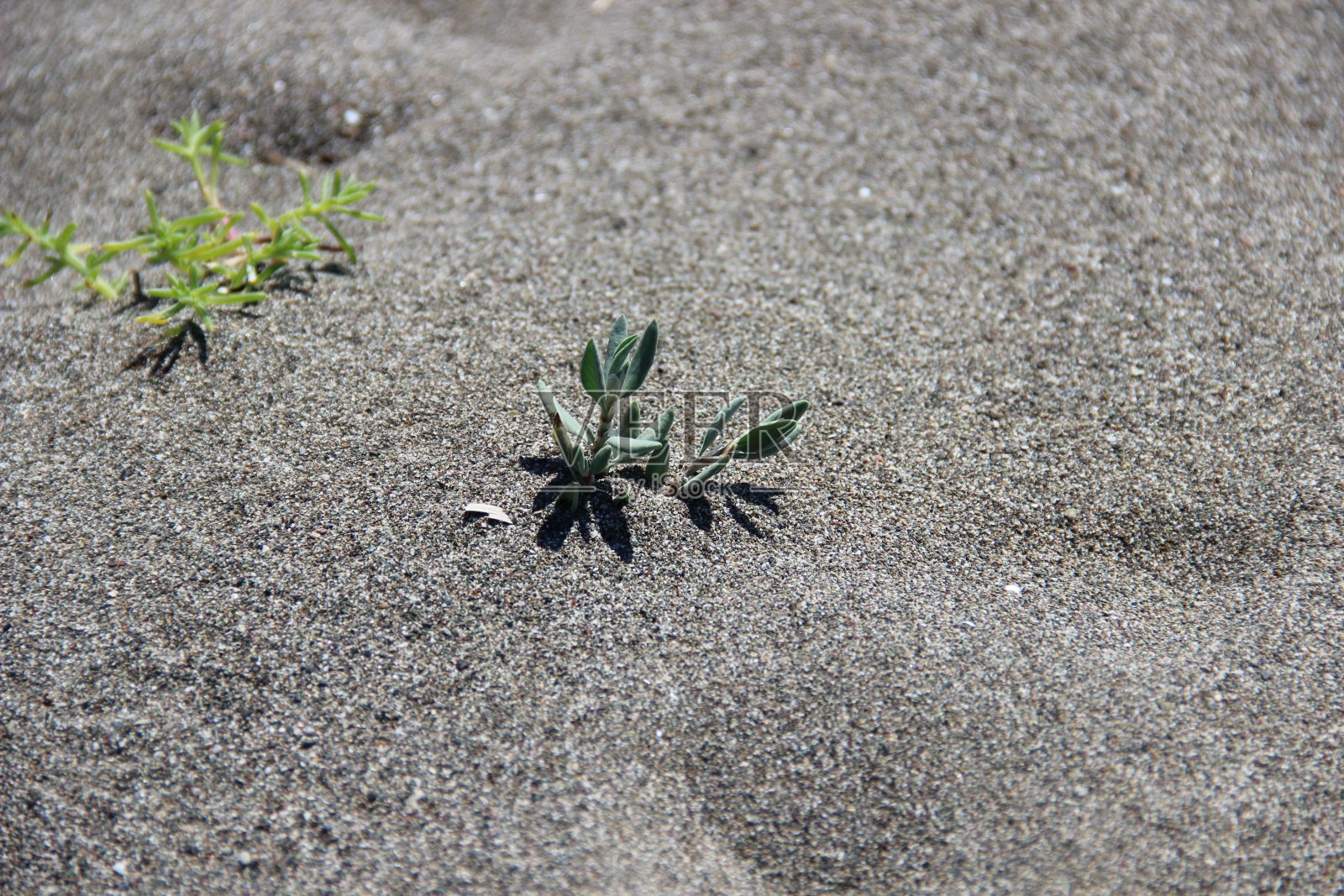 海滩上盛开的小植物照片摄影图片