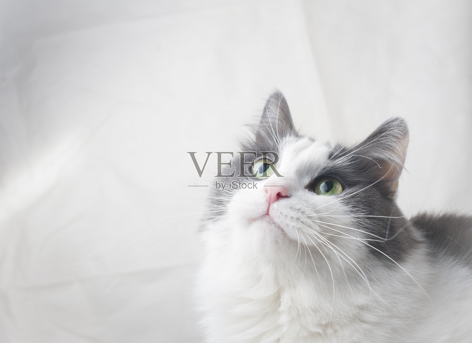 猫抬起头照片摄影图片