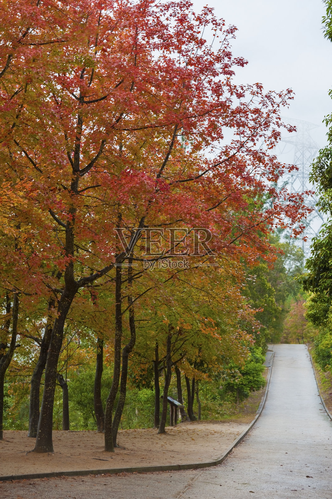 秋天的郊野公园照片摄影图片