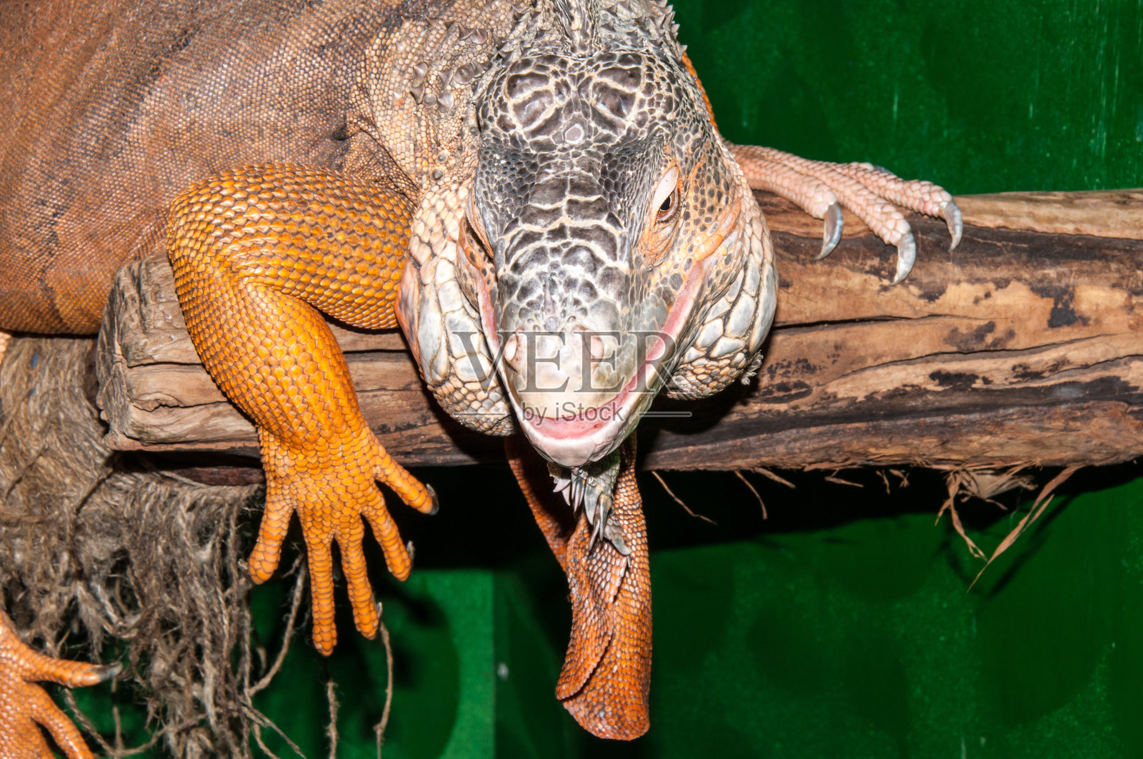 家里的宠物照片摄影图片