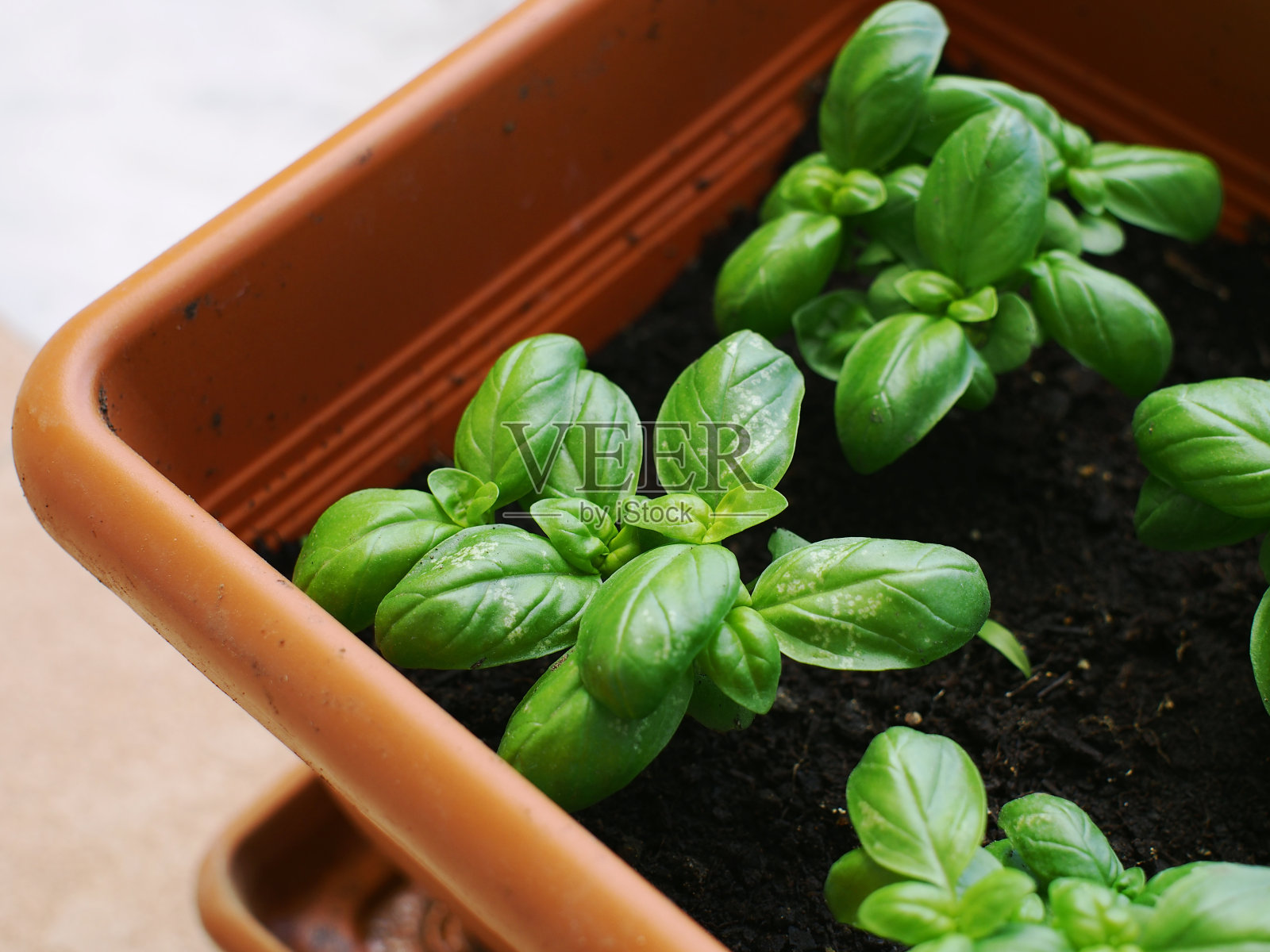 培养罗勒照片摄影图片