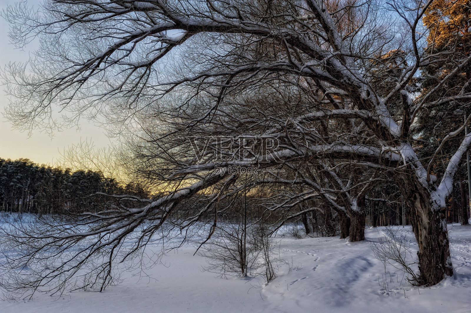 日落时分的冬日森林照片摄影图片
