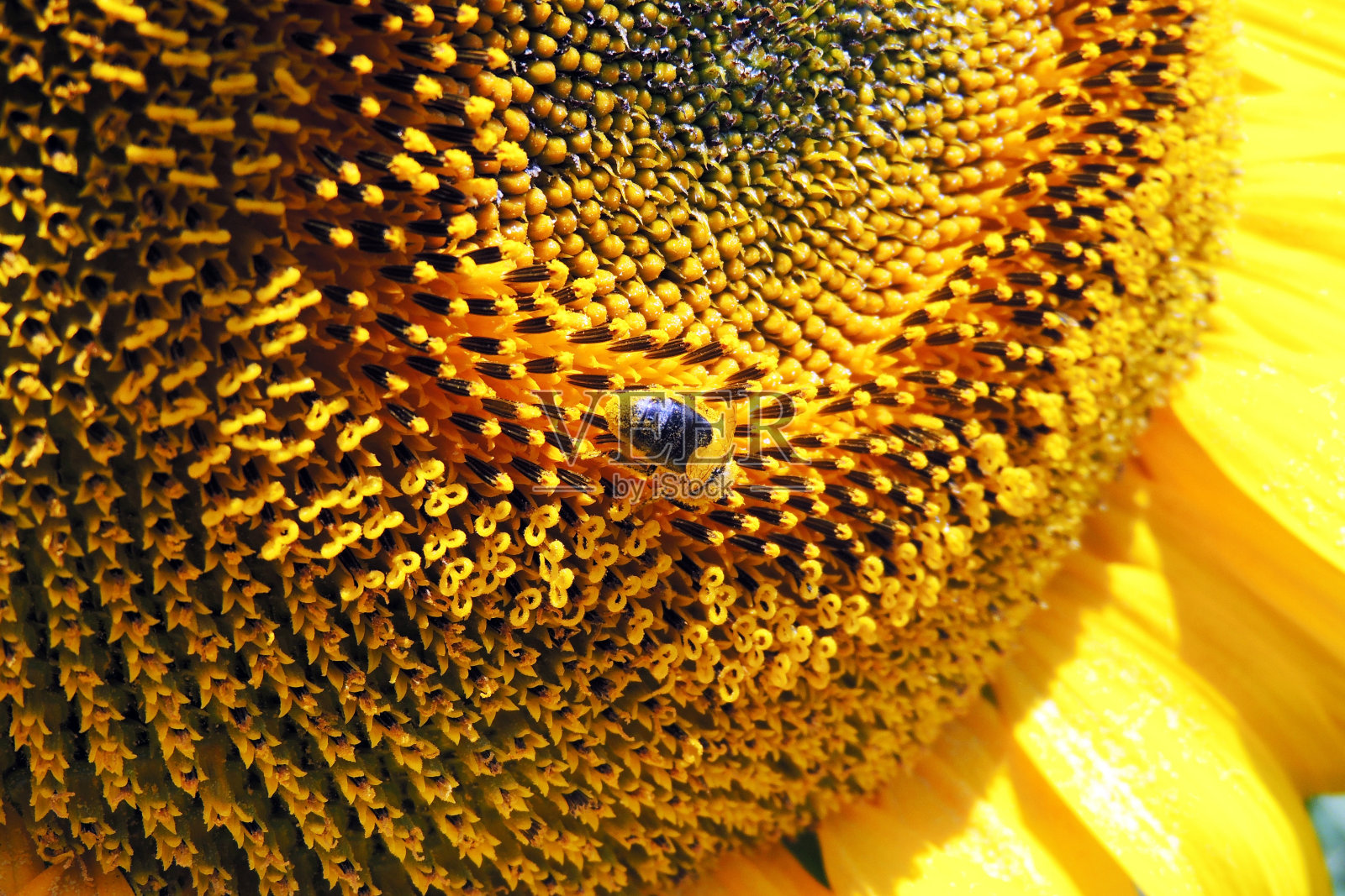田野里的向日葵照片摄影图片