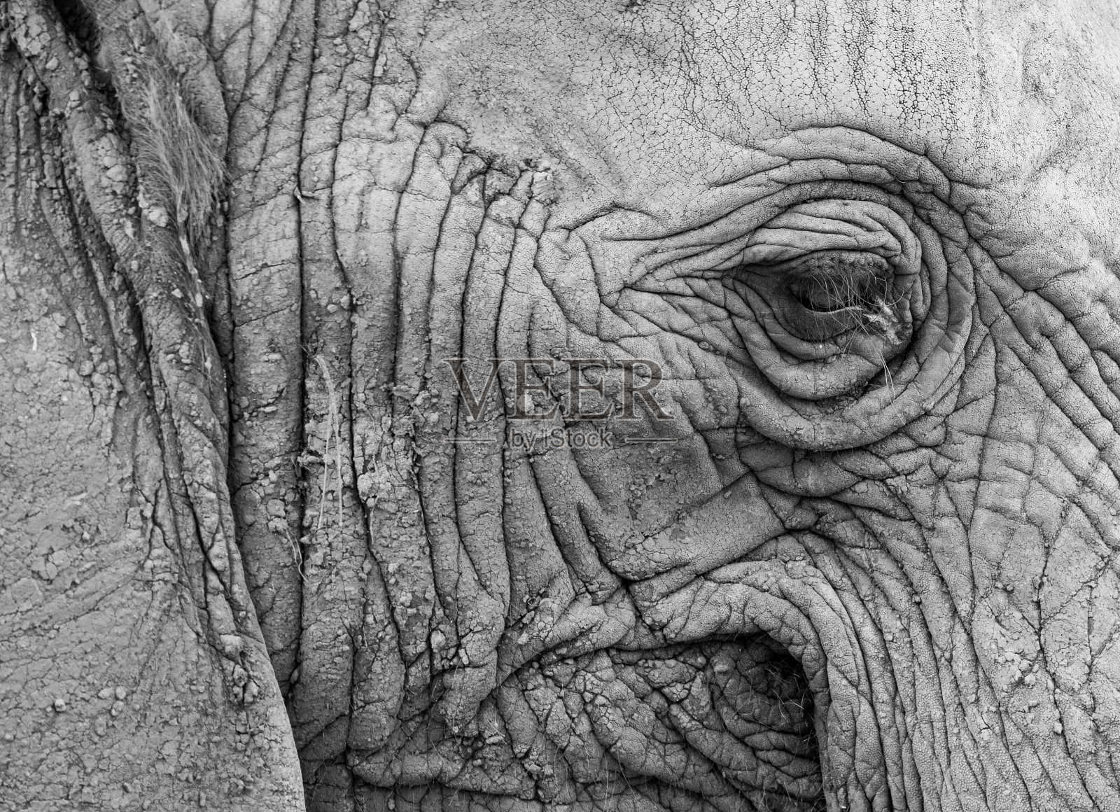 大象在概要文件照片摄影图片