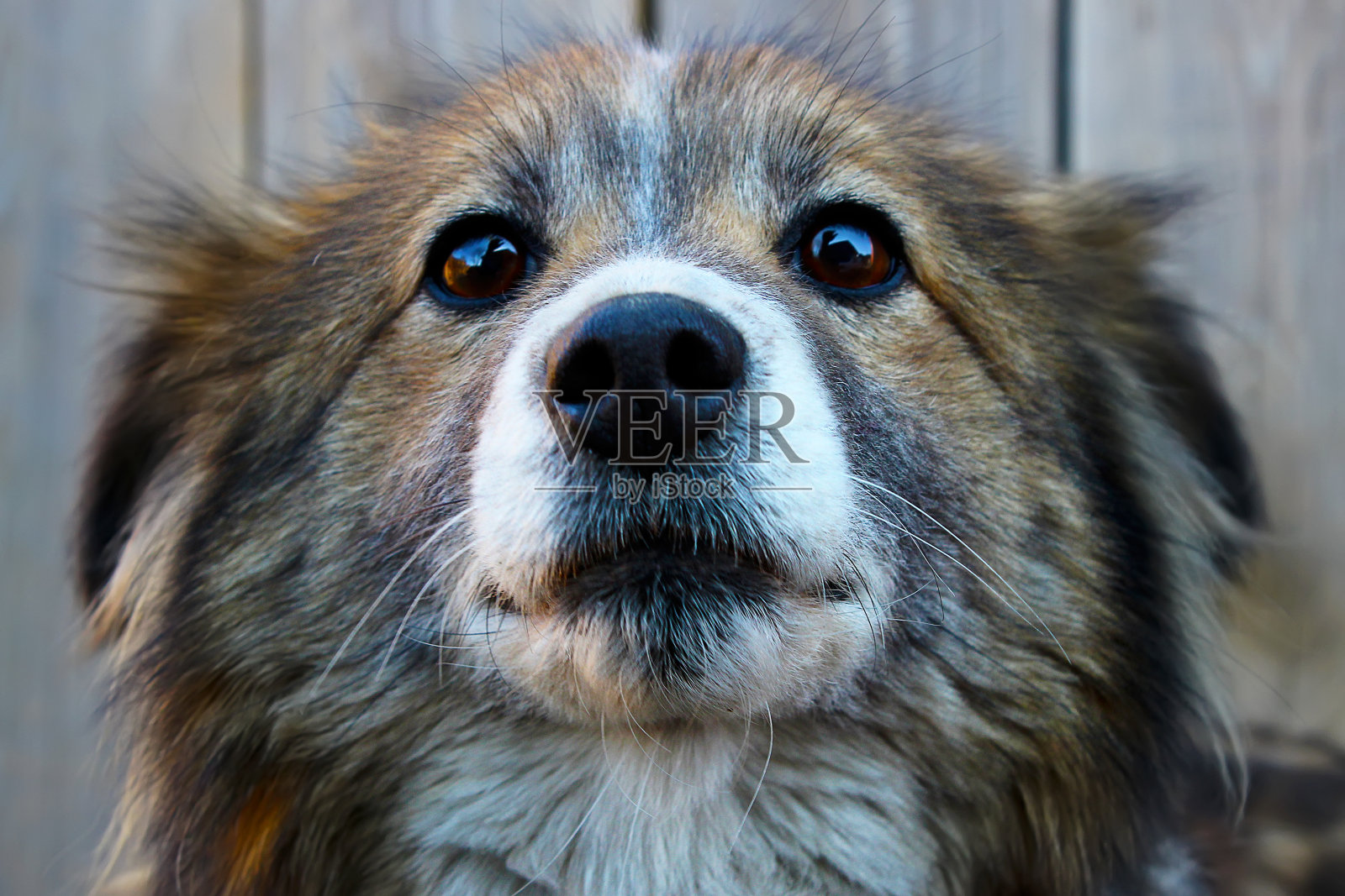 忠实的狗照片摄影图片