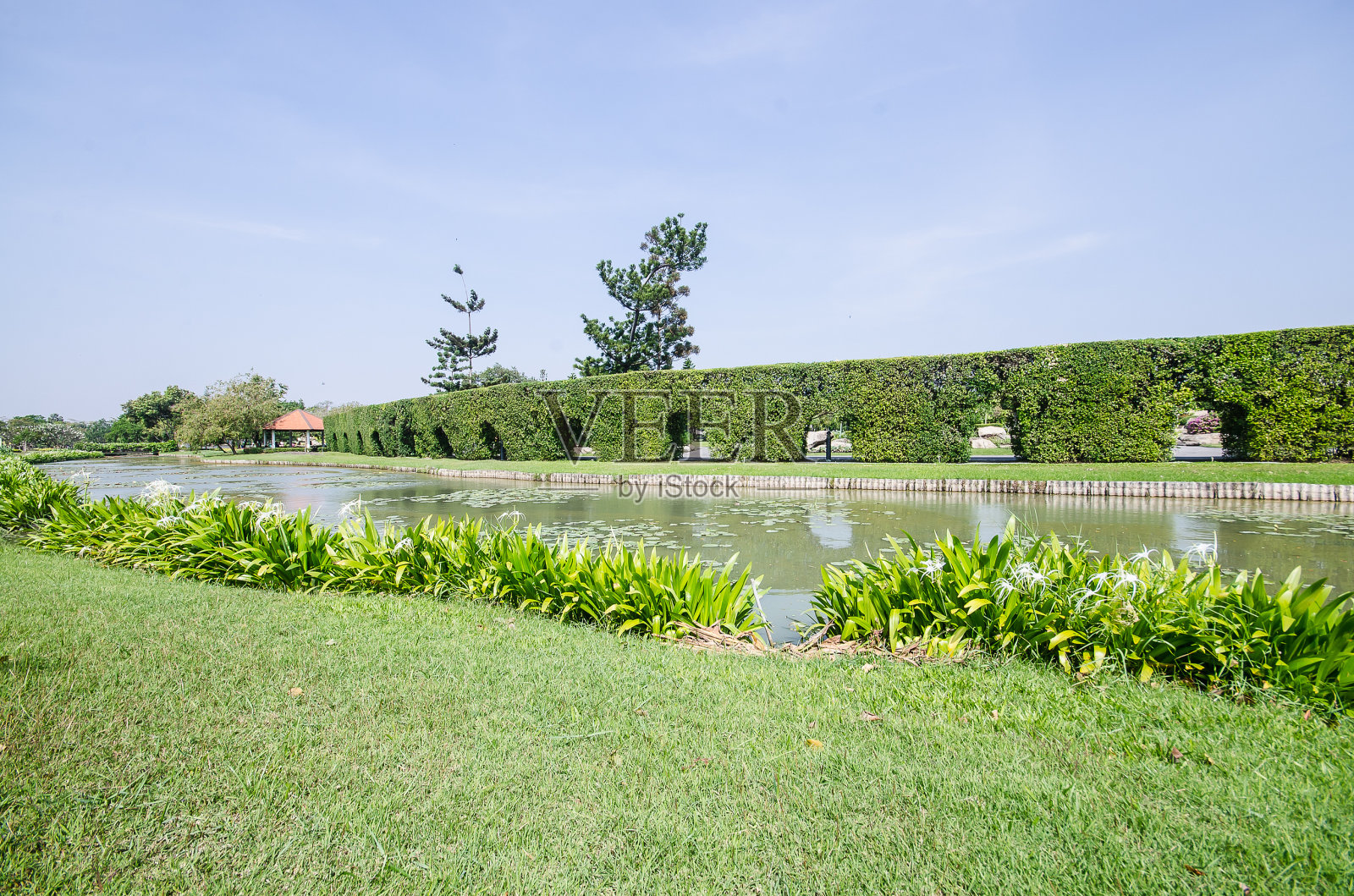 树墙在花园里照片摄影图片