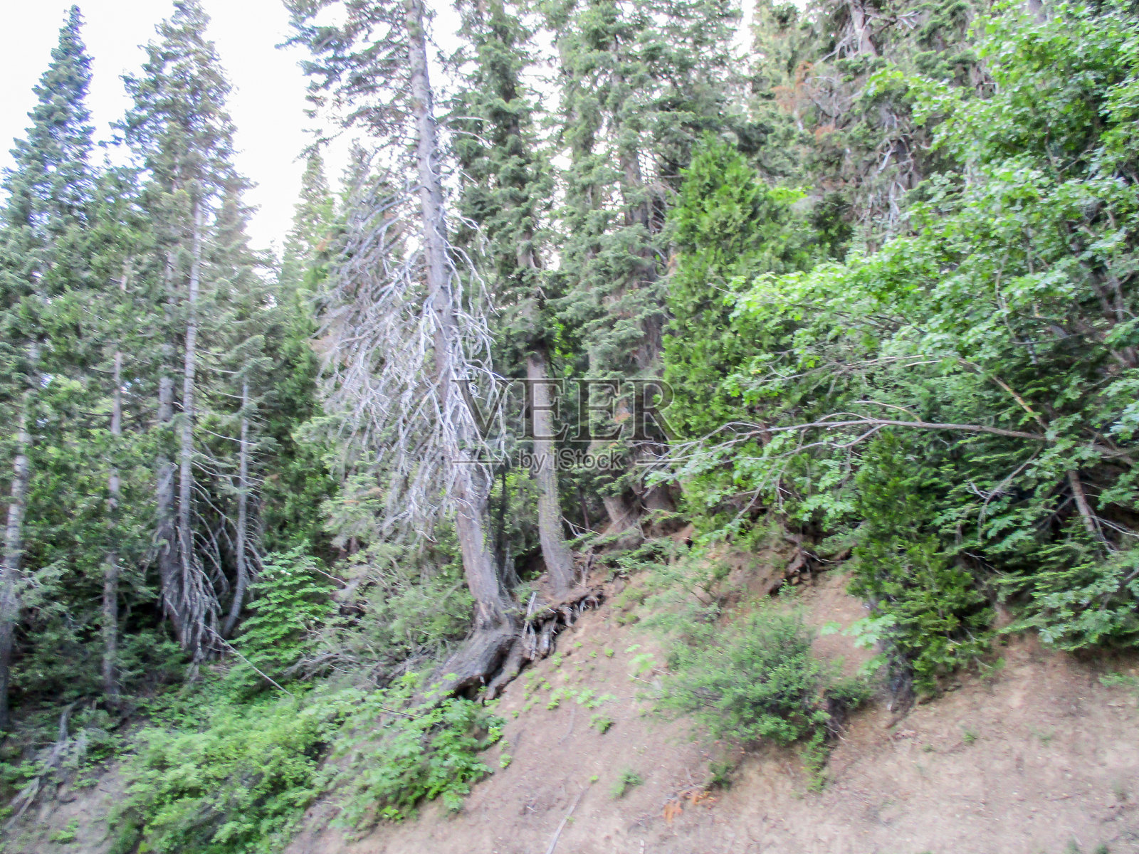 假期的照片照片摄影图片