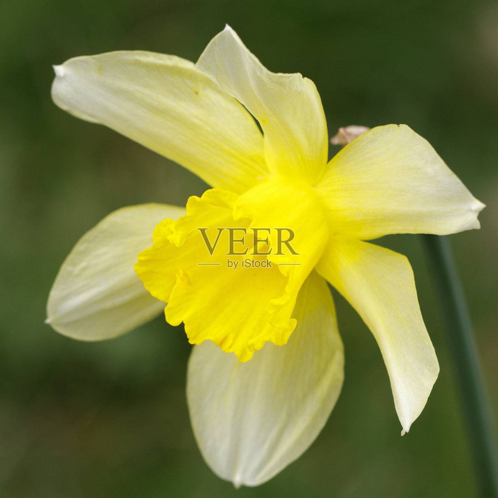 春天开花的水仙,在野外自然生长照片摄影图片