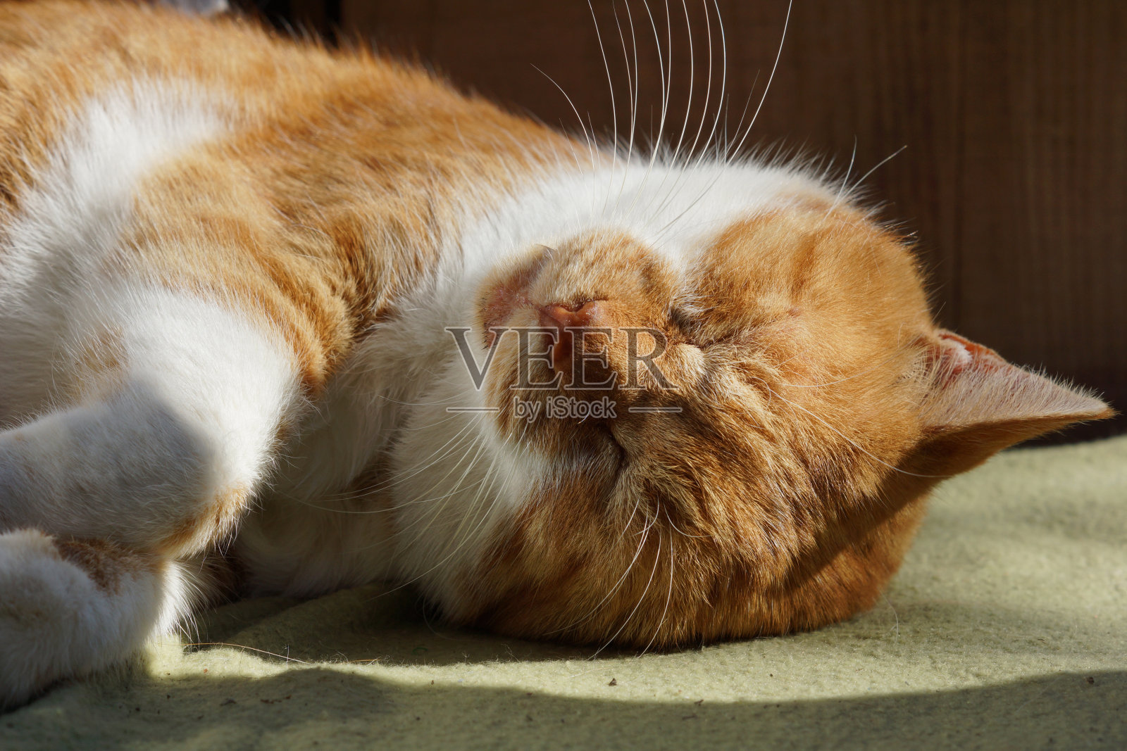 睡觉的猫照片摄影图片