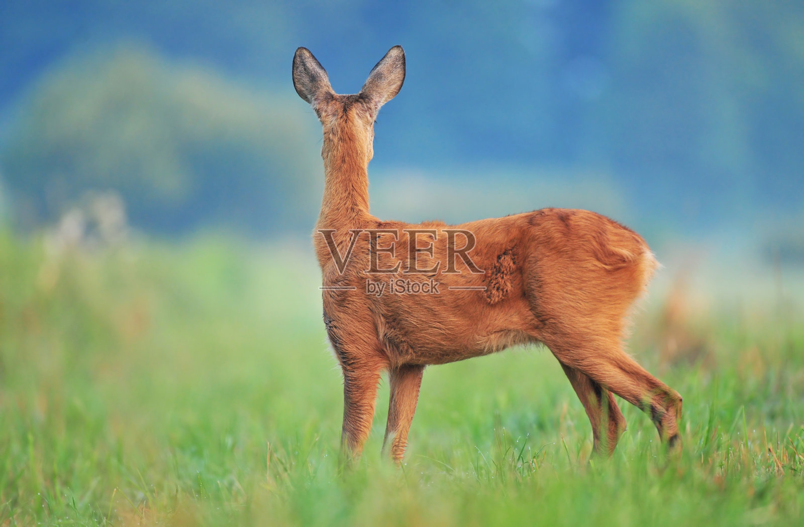 狍子照片摄影图片