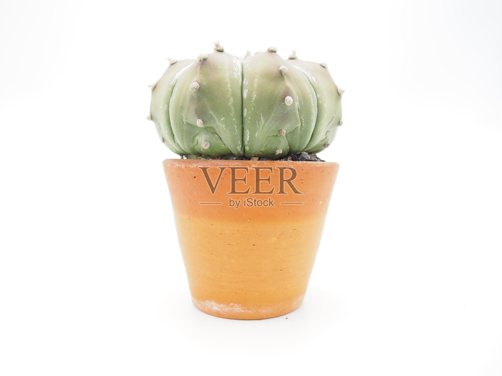 仙人掌照片摄影图片