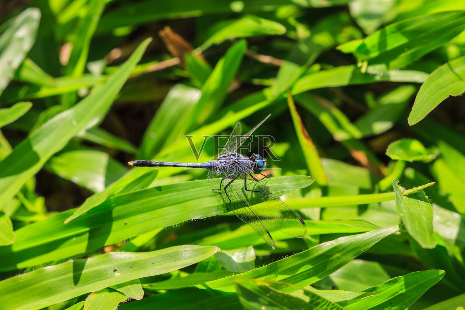 蜻蜓对植物照片摄影图片