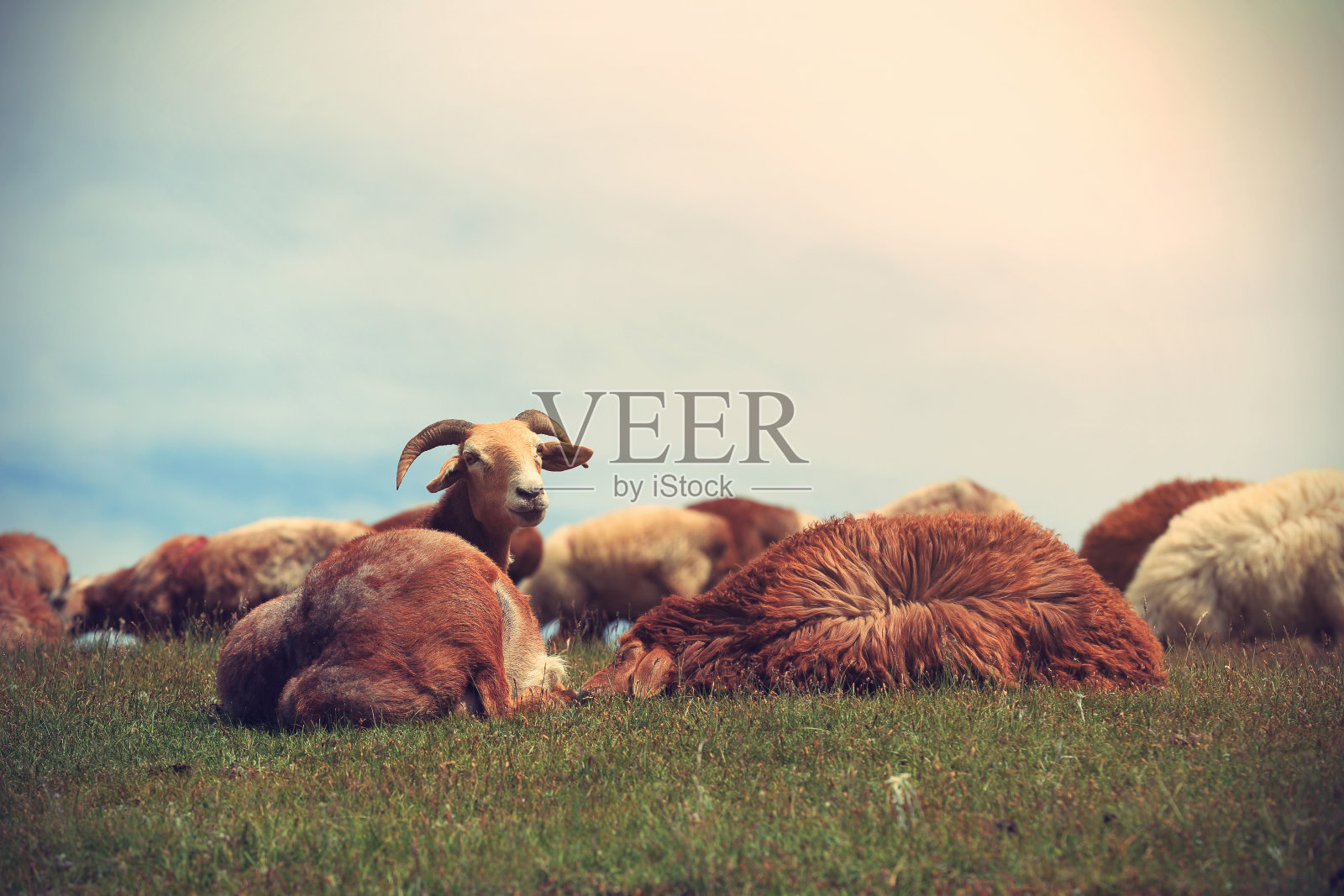 山顶上的羊群照片摄影图片