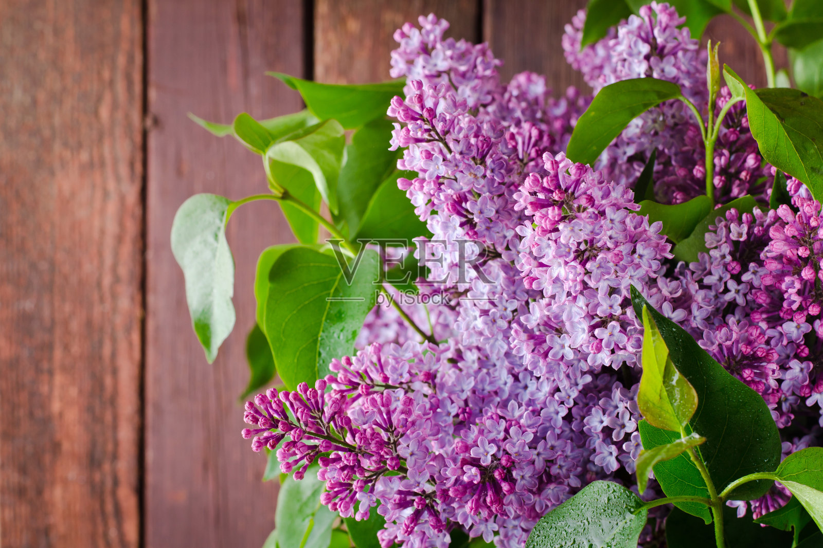 枝上有新鲜盛开的春天丁香花,木质背景照片摄影图片