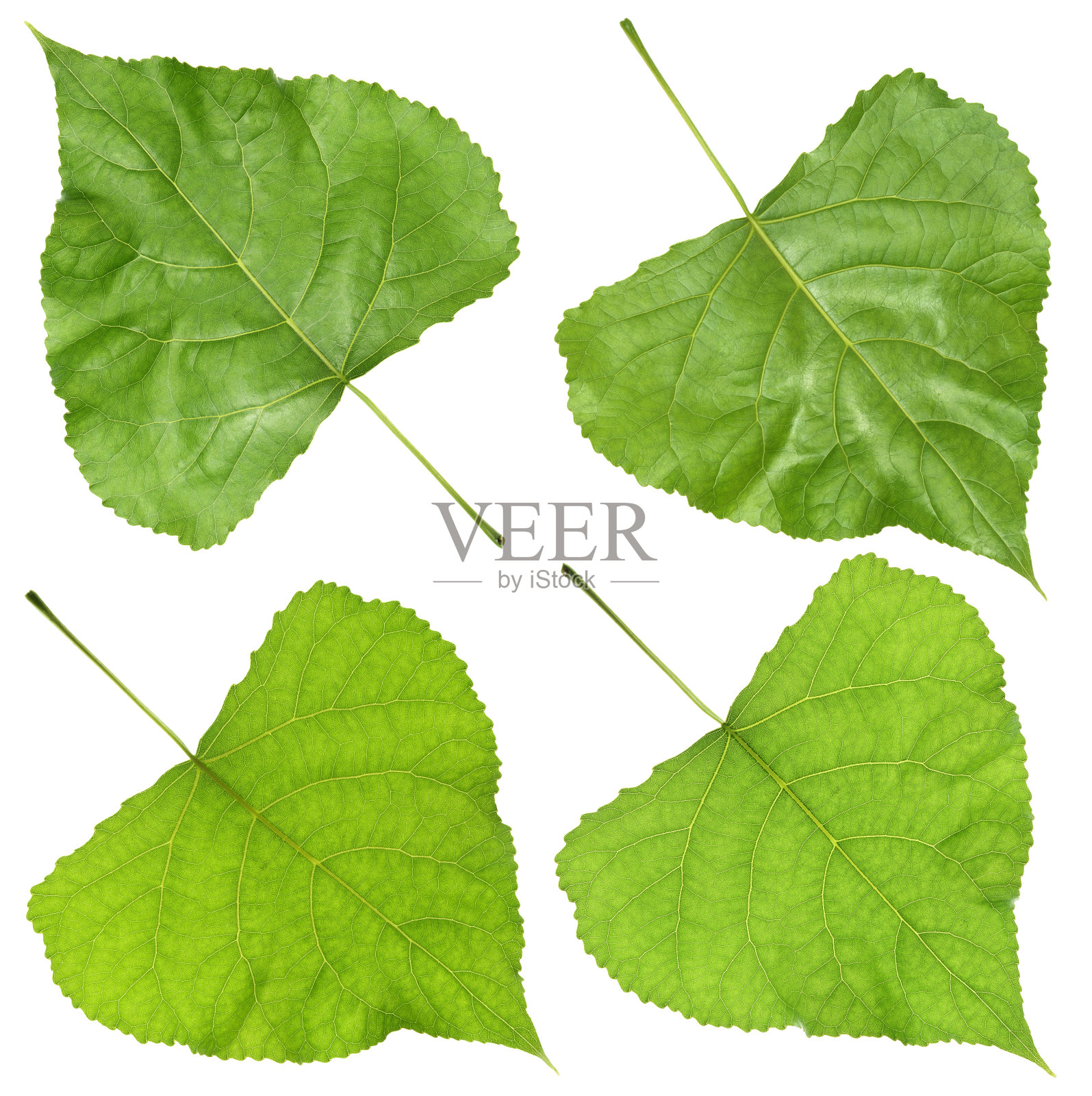 杨树的叶子照片摄影图片