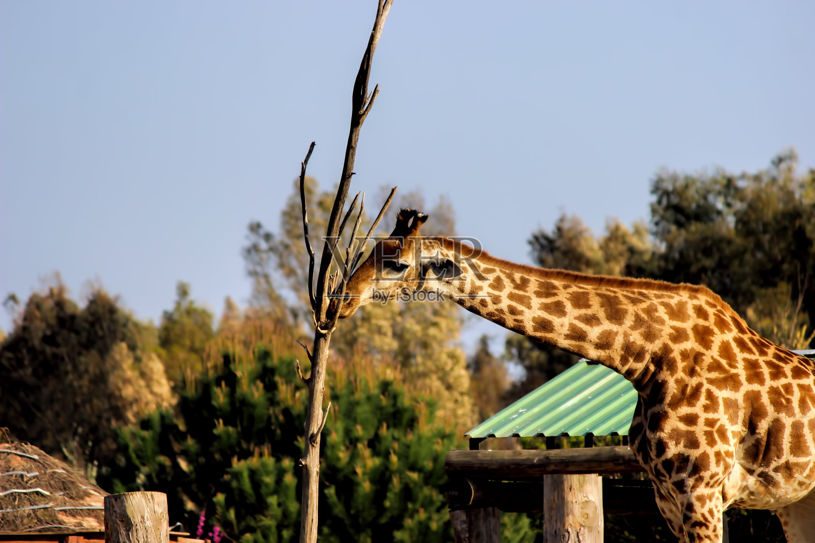 长颈鹿(Giraffa鹿豹座)照片摄影图片