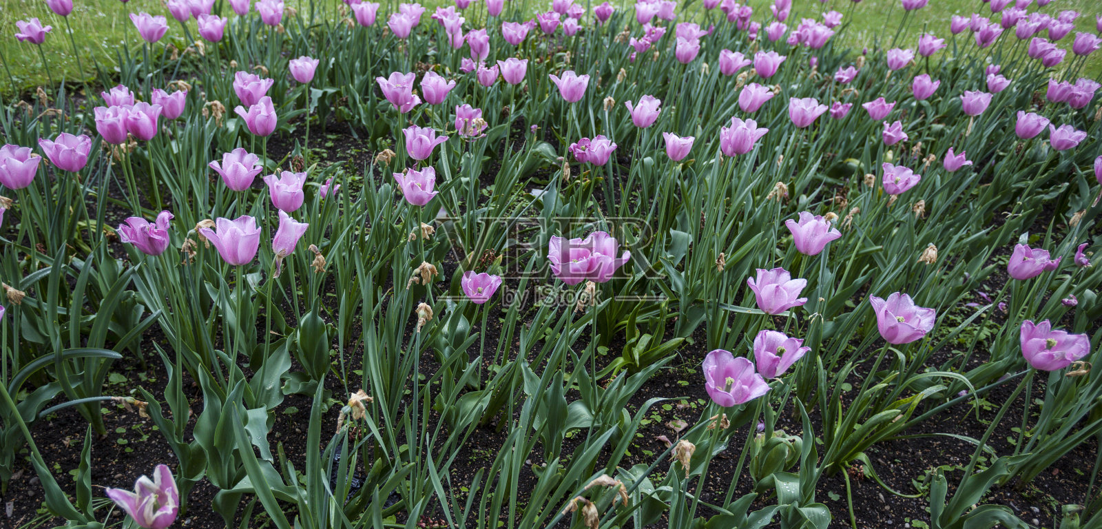 粉色郁金香,花的背景照片摄影图片