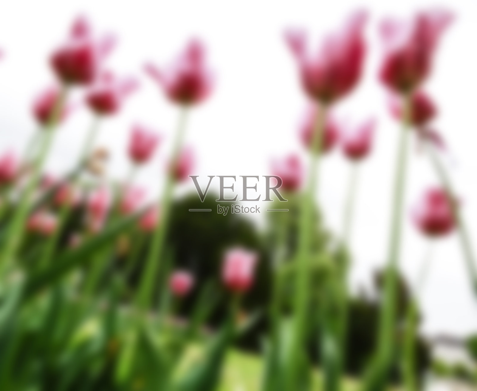 粉色郁金香,花的背景照片摄影图片