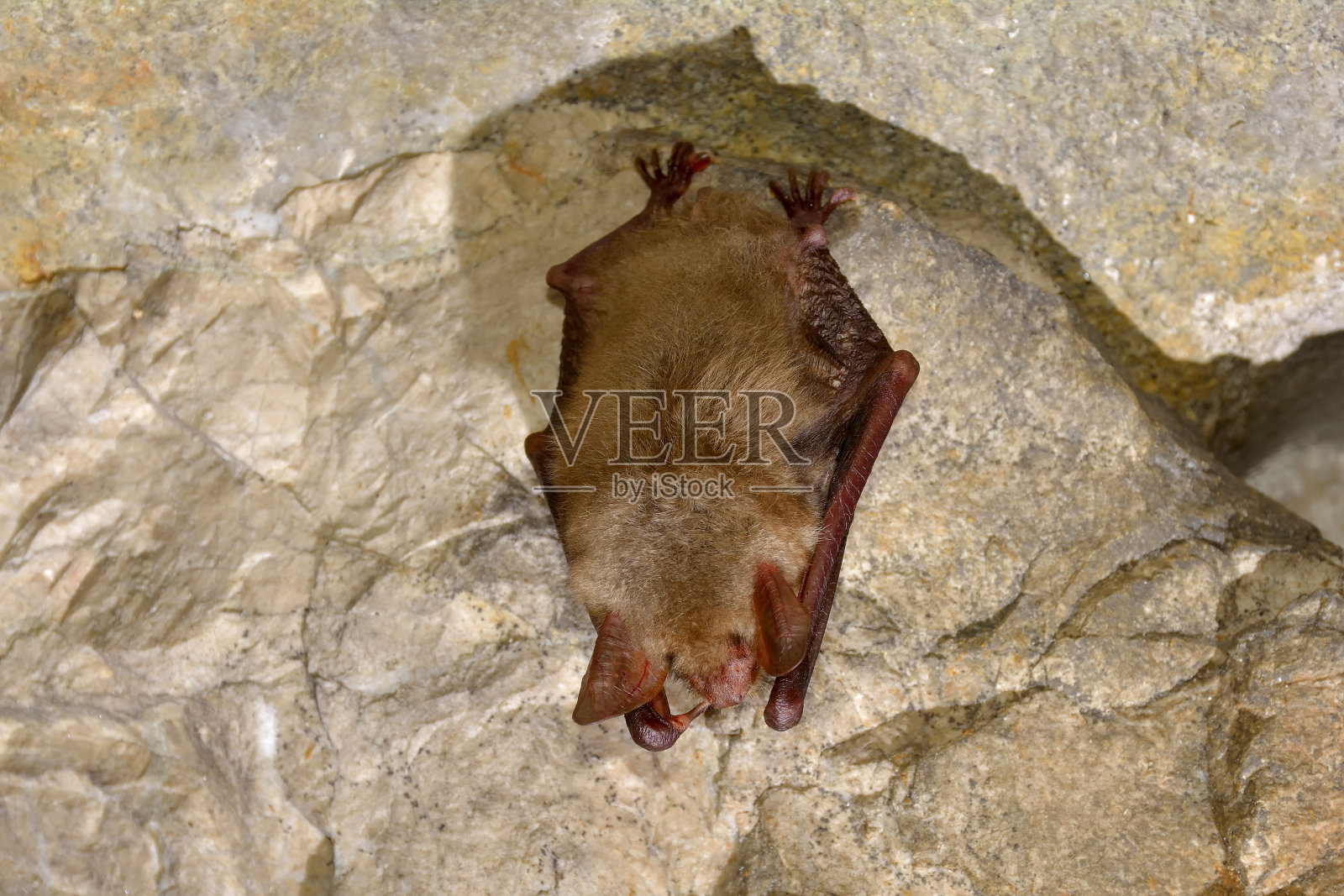 大鼠耳蝠(肌炎)照片摄影图片