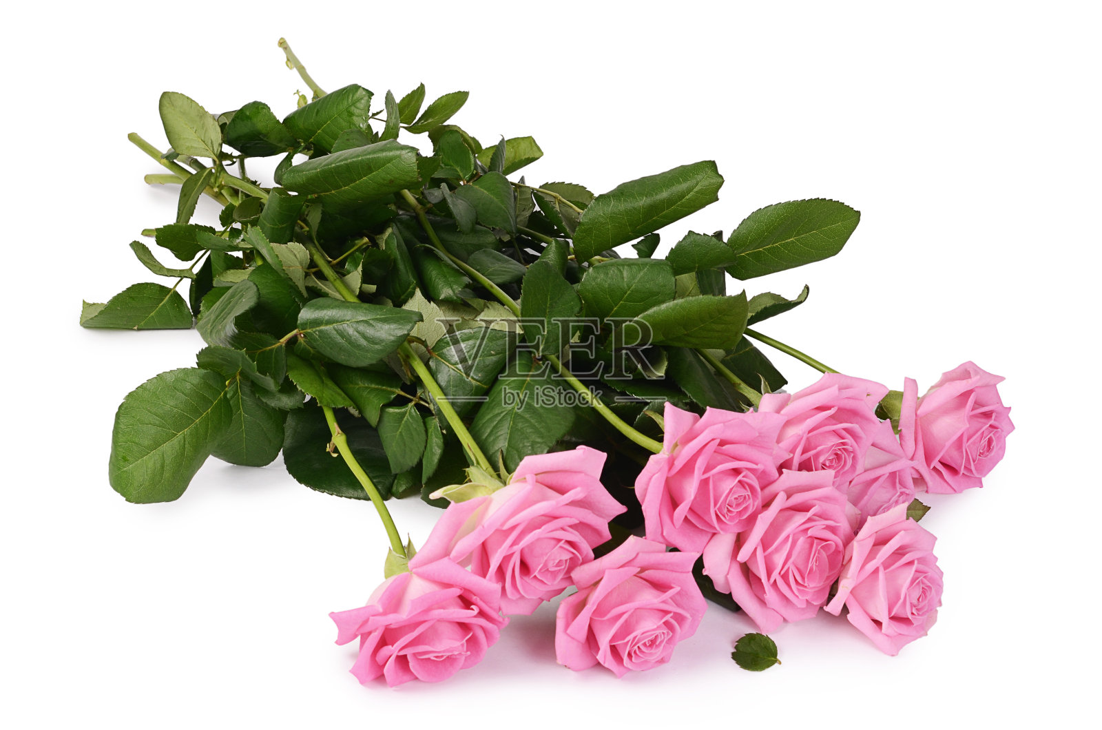 白色背景上的粉红玫瑰照片摄影图片