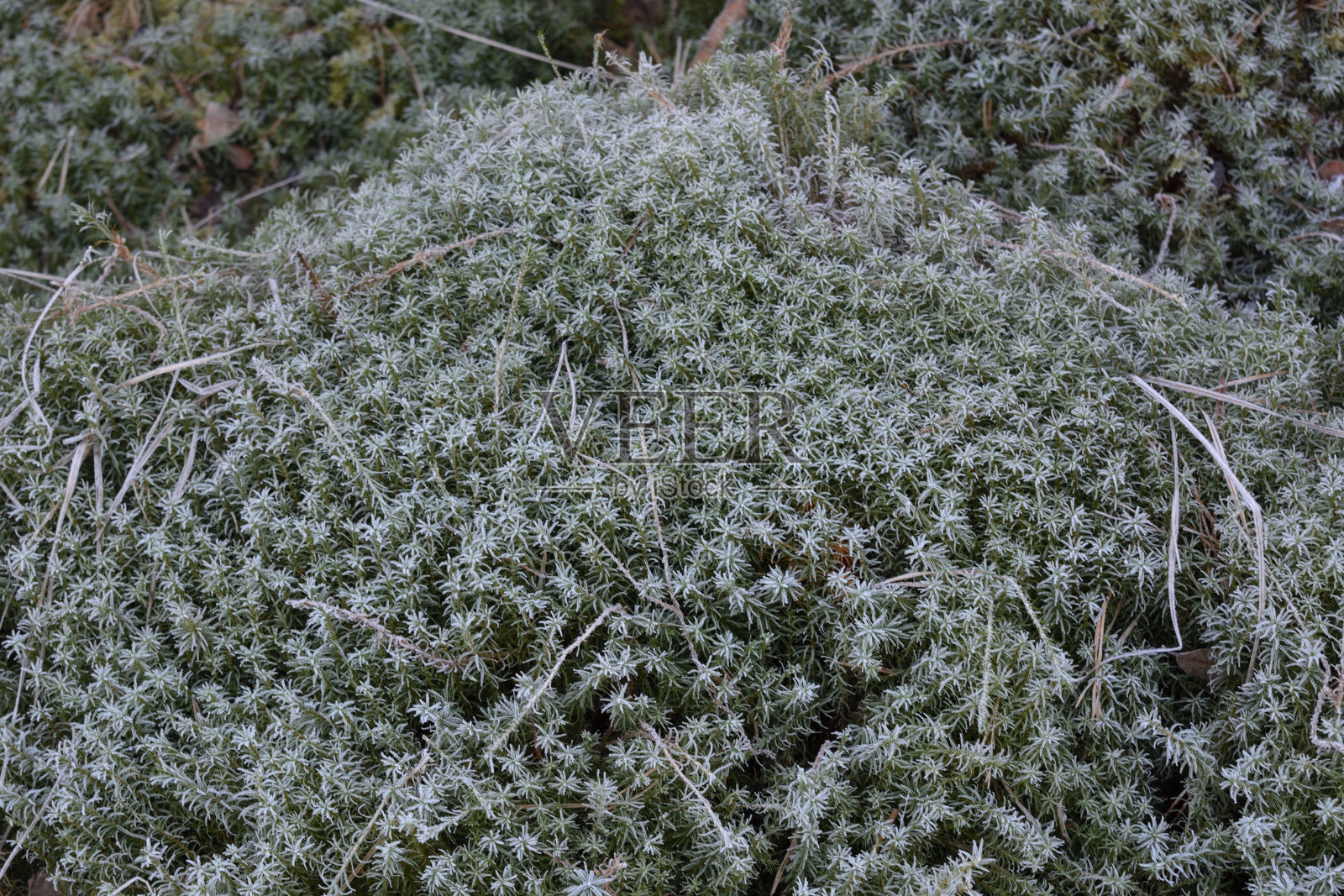 白霜照片摄影图片