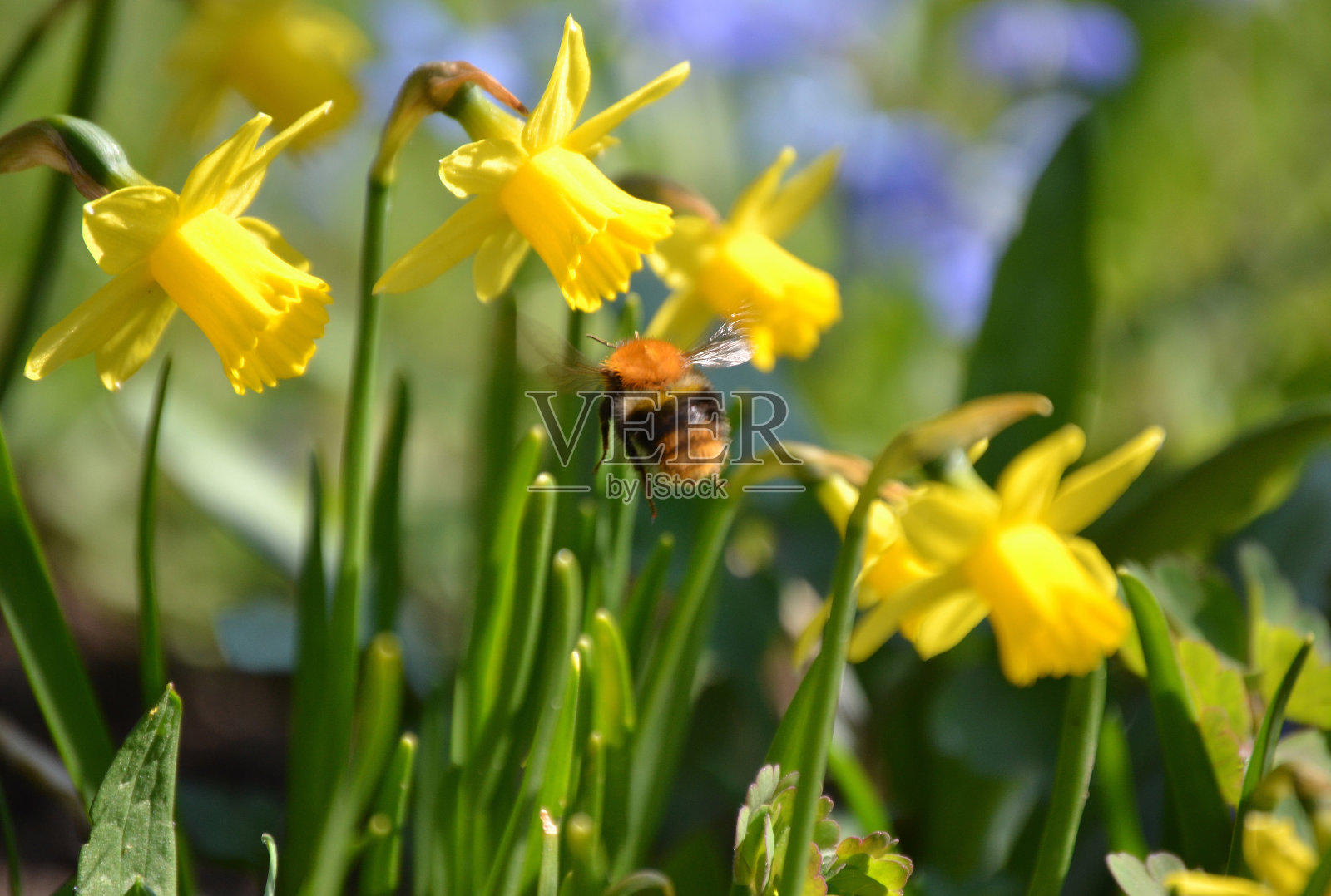 大黄蜂和水仙花照片摄影图片