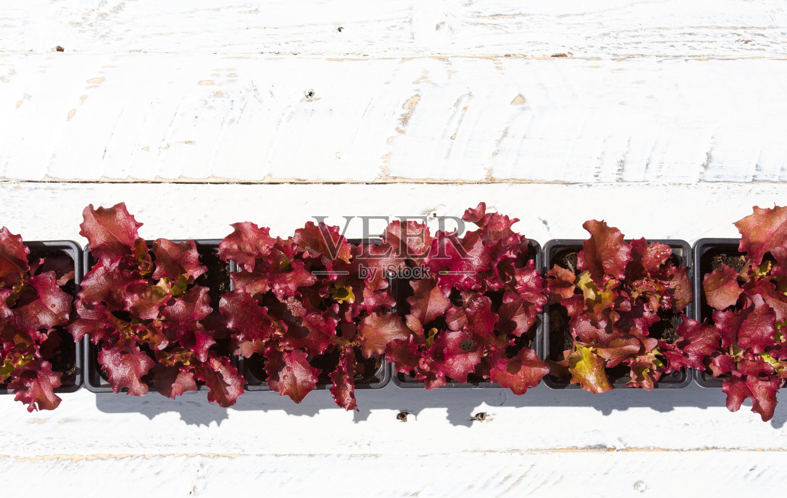 白色背景上的小萝萝红莴苣照片摄影图片