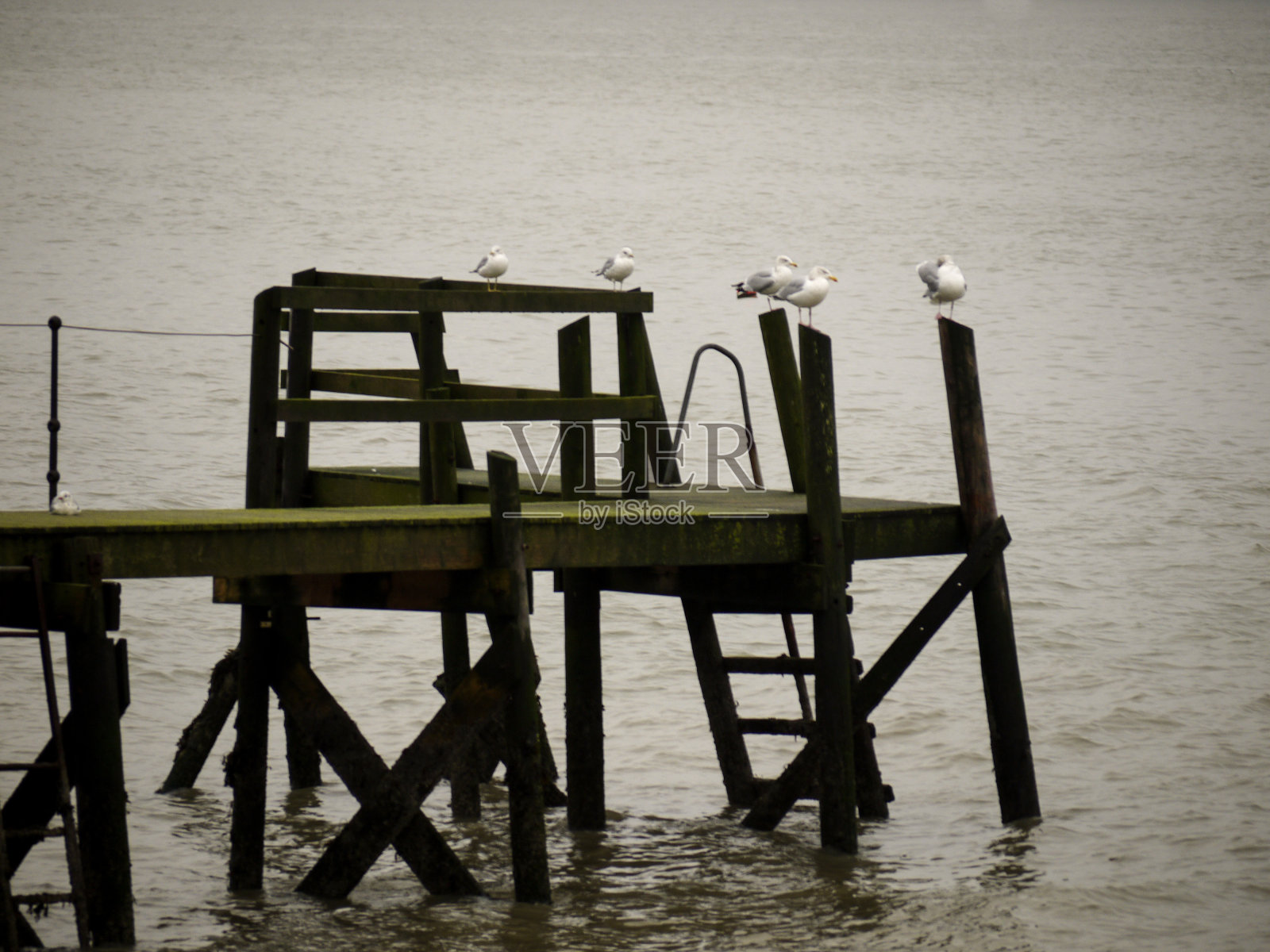 有海鸥的短木制码头照片摄影图片