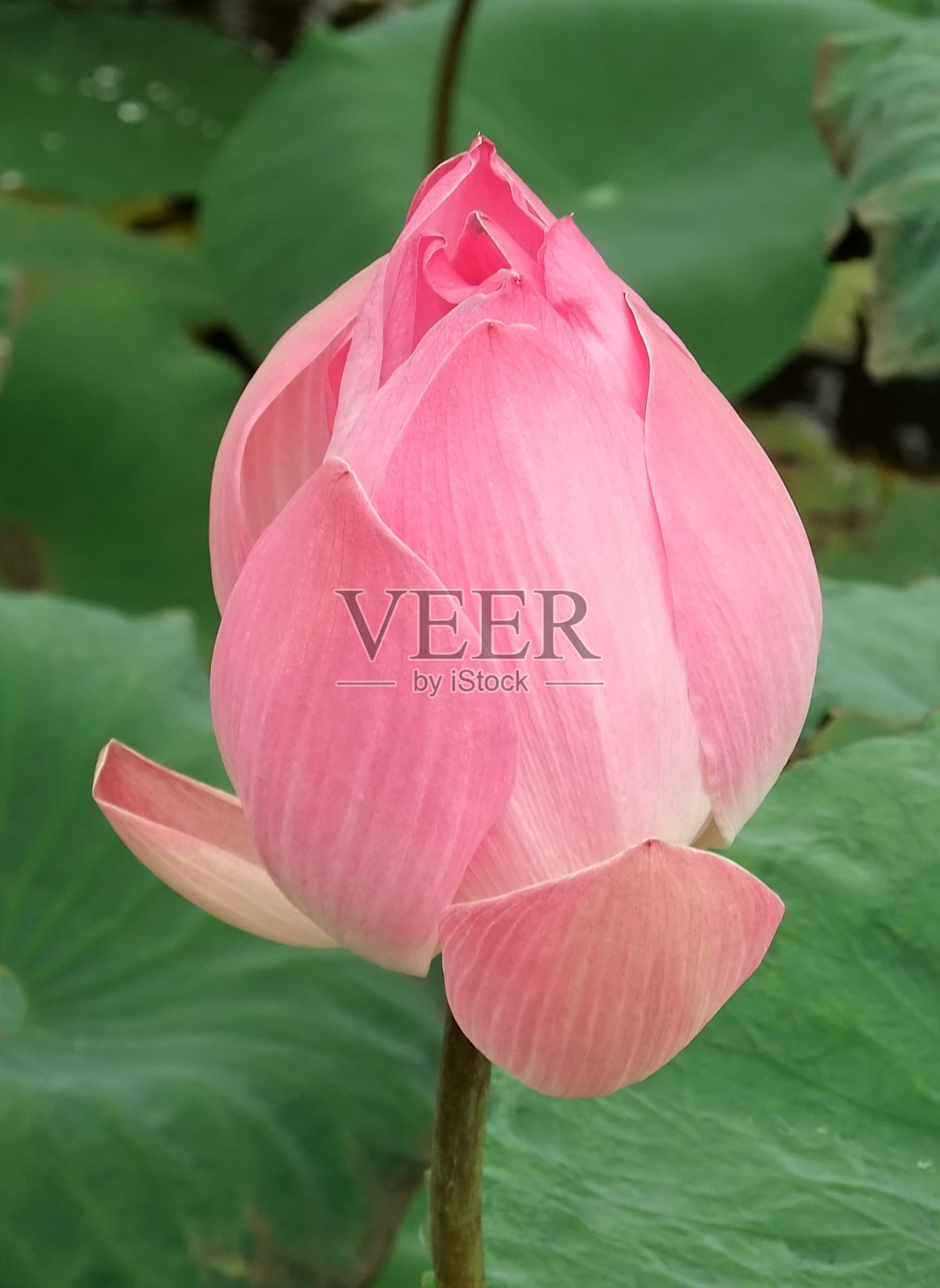 粉红色的荷花才绽放照片摄影图片