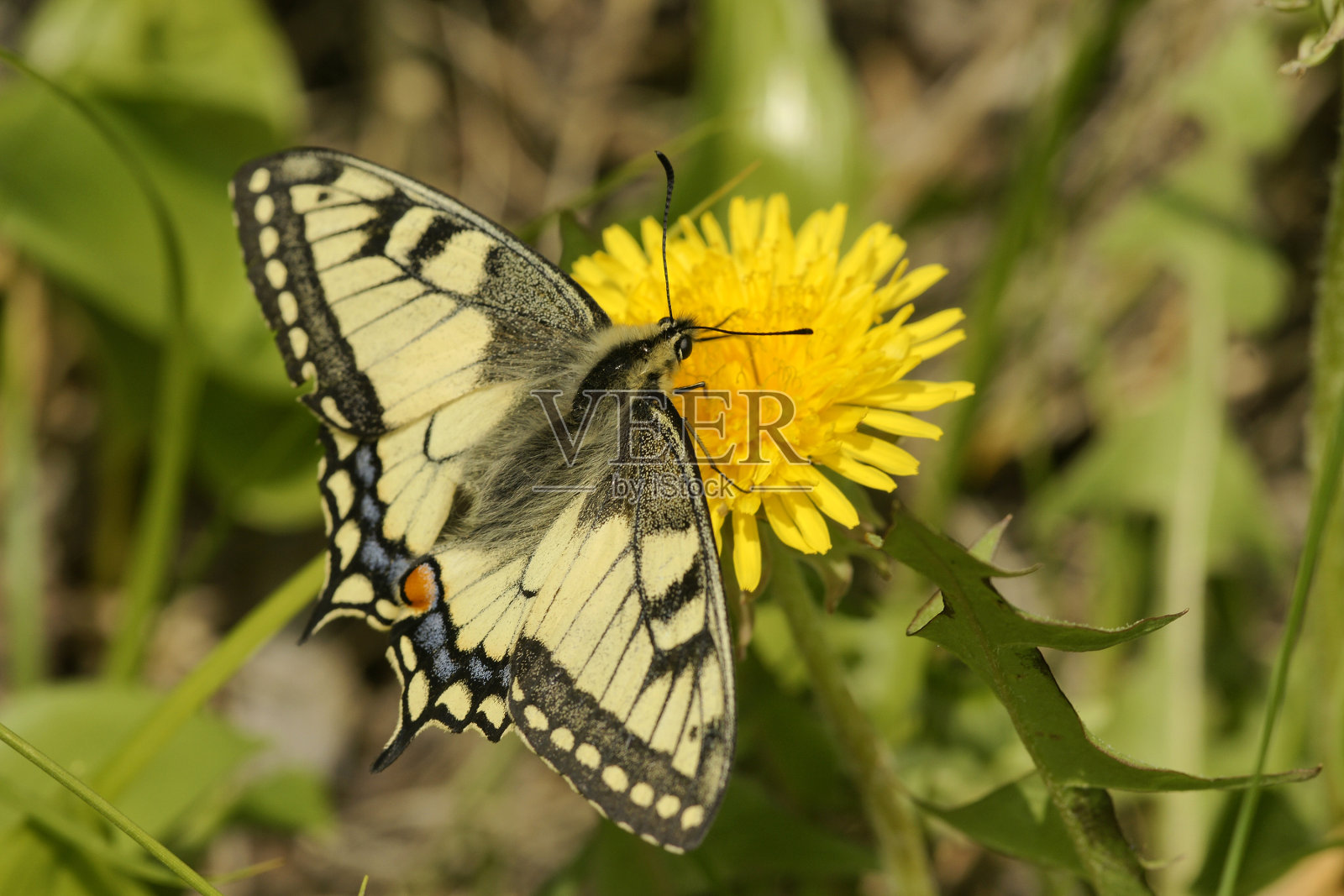 蝴蝶。照片摄影图片