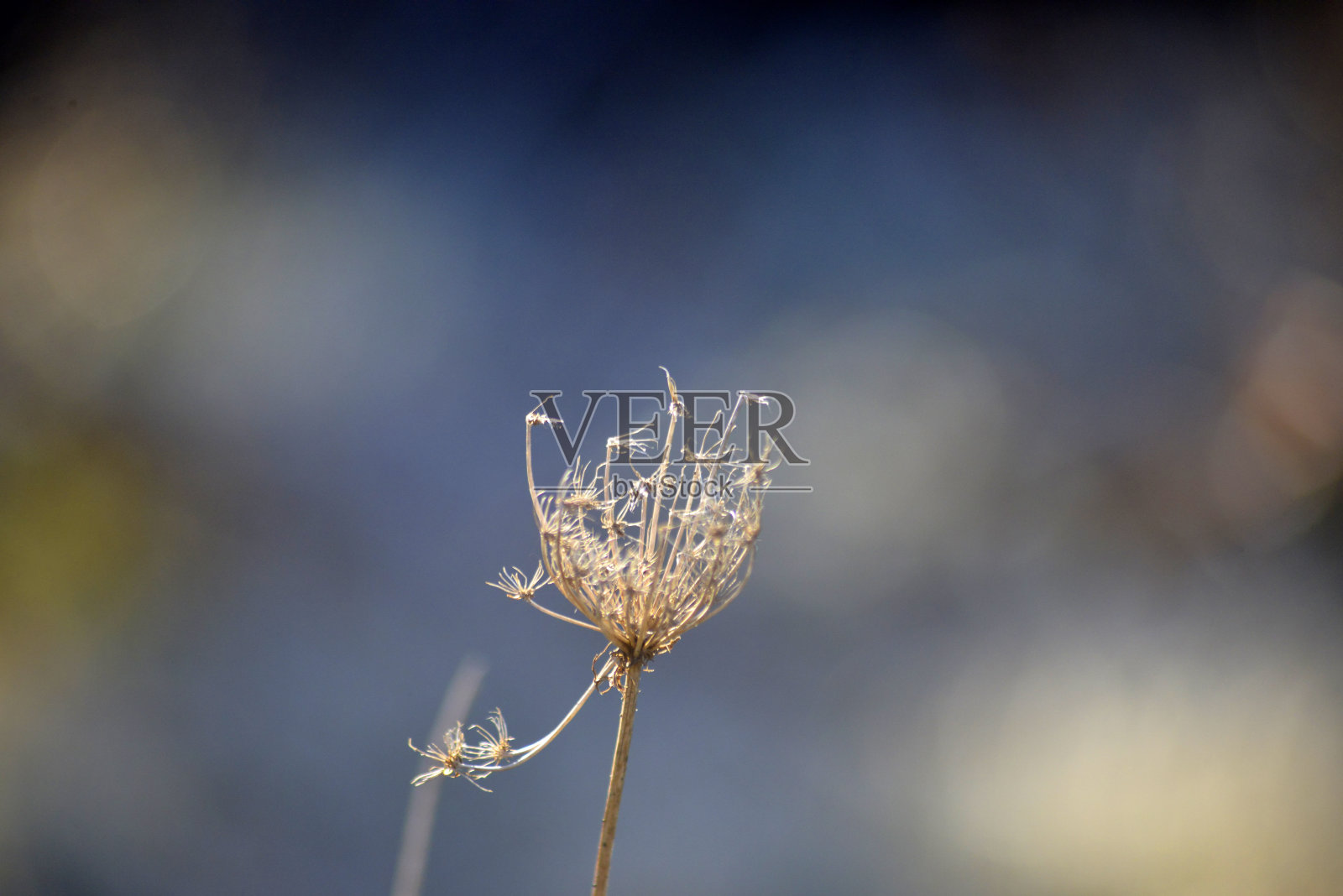 日出后干燥植物照片摄影图片