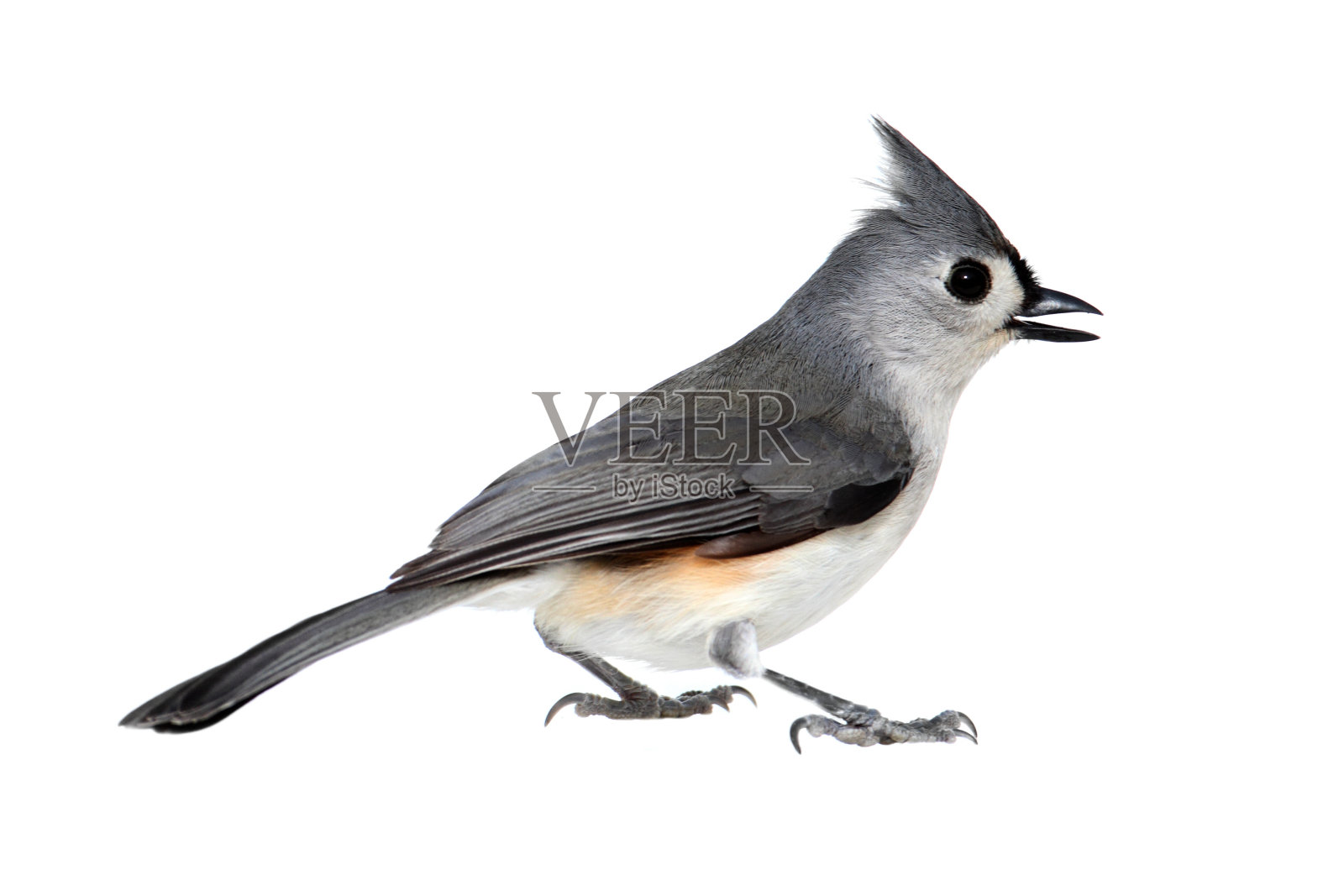 白鸟被隔离照片摄影图片